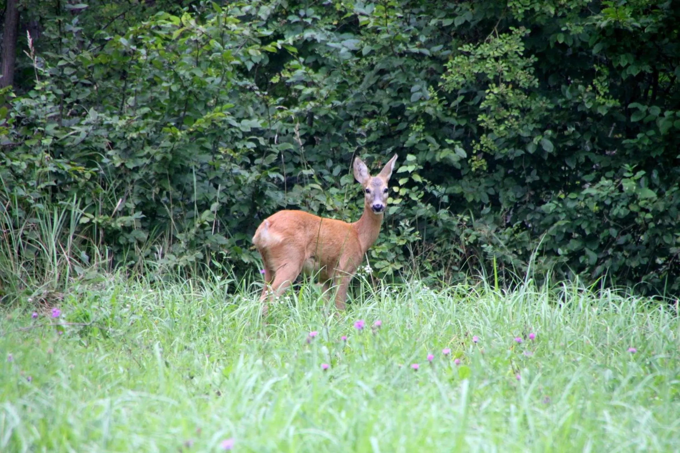Garden in Zabola Estate - Transylvania