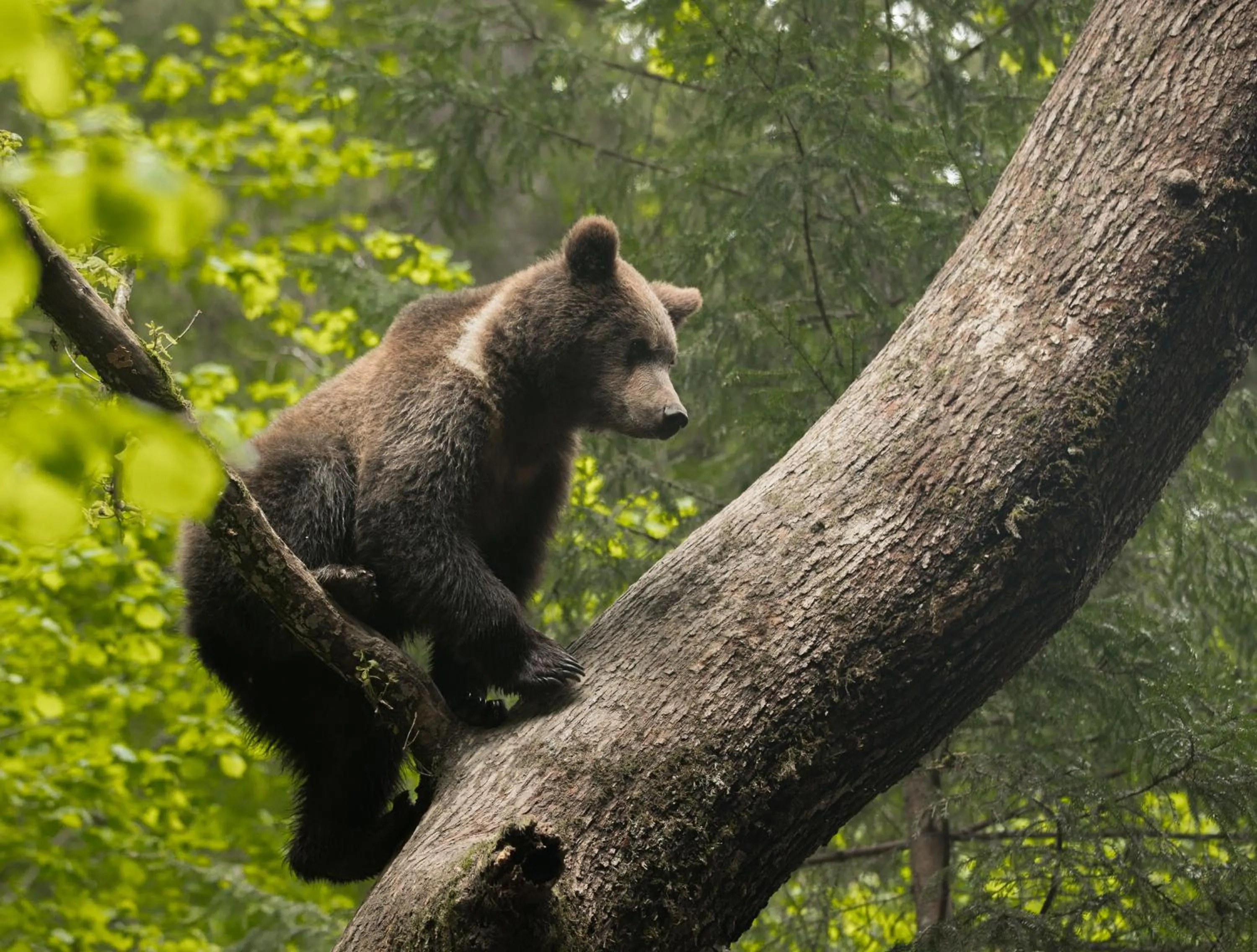 Animals in Zabola Estate - Transylvania