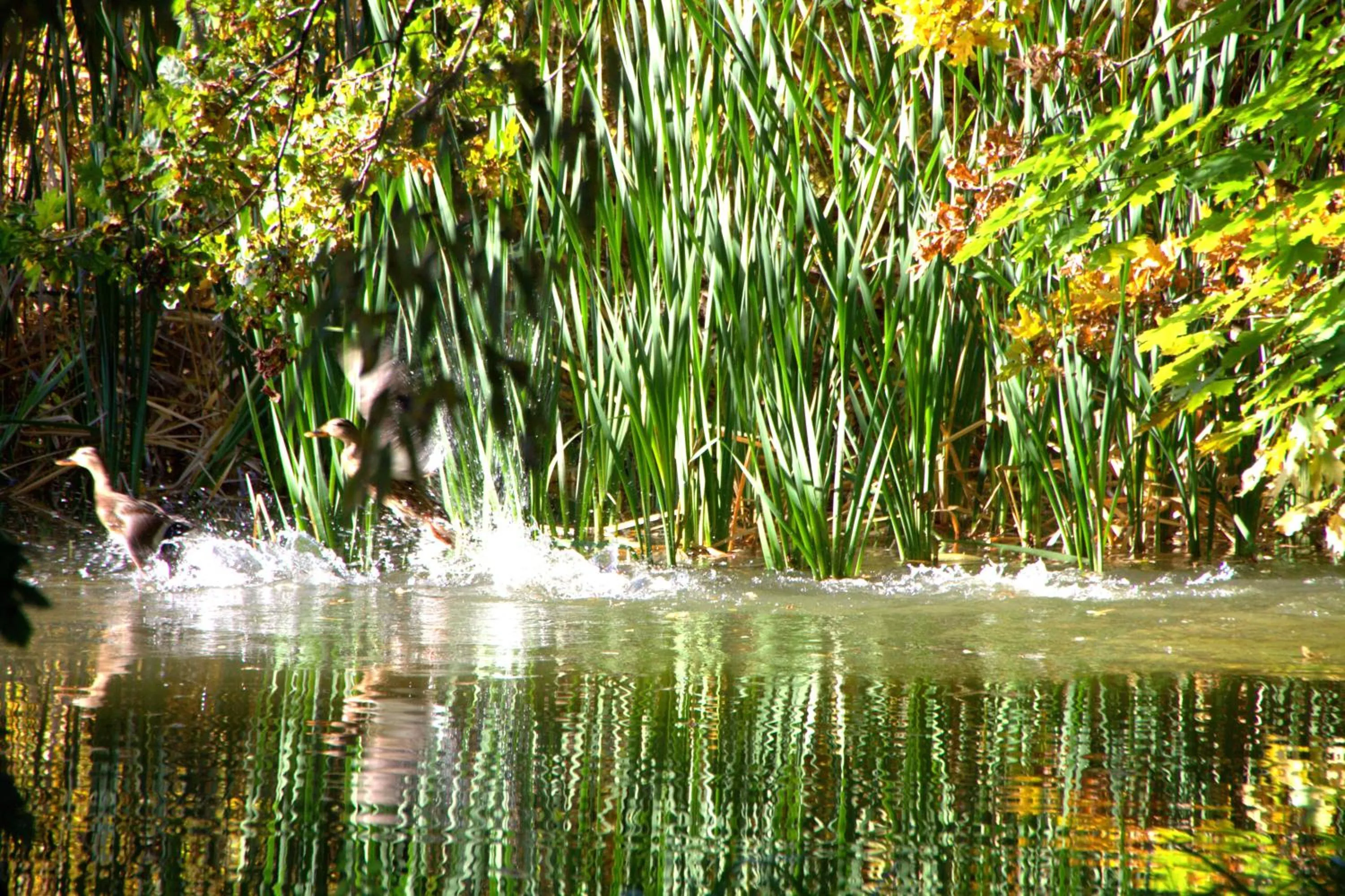 Spring in Zabola Estate - Transylvania