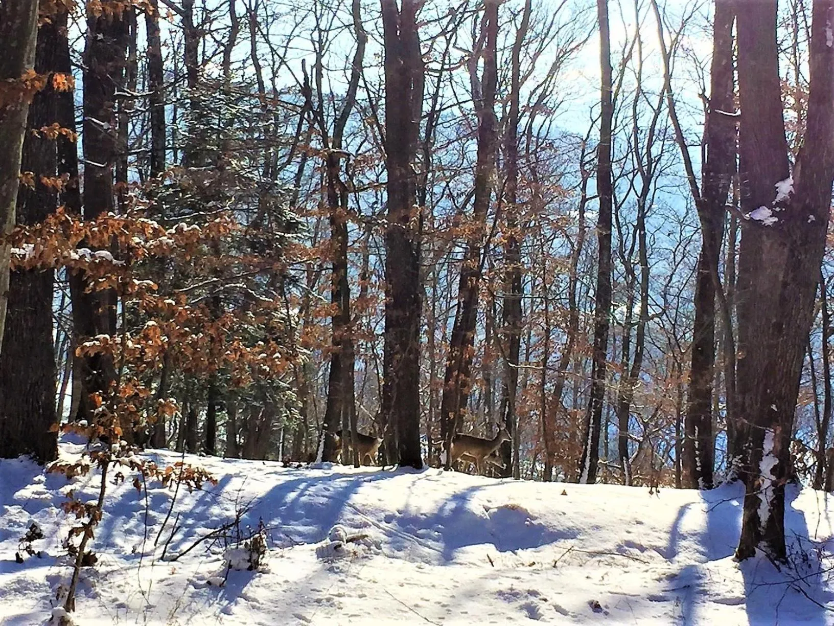 Winter in Zabola Estate - Transylvania