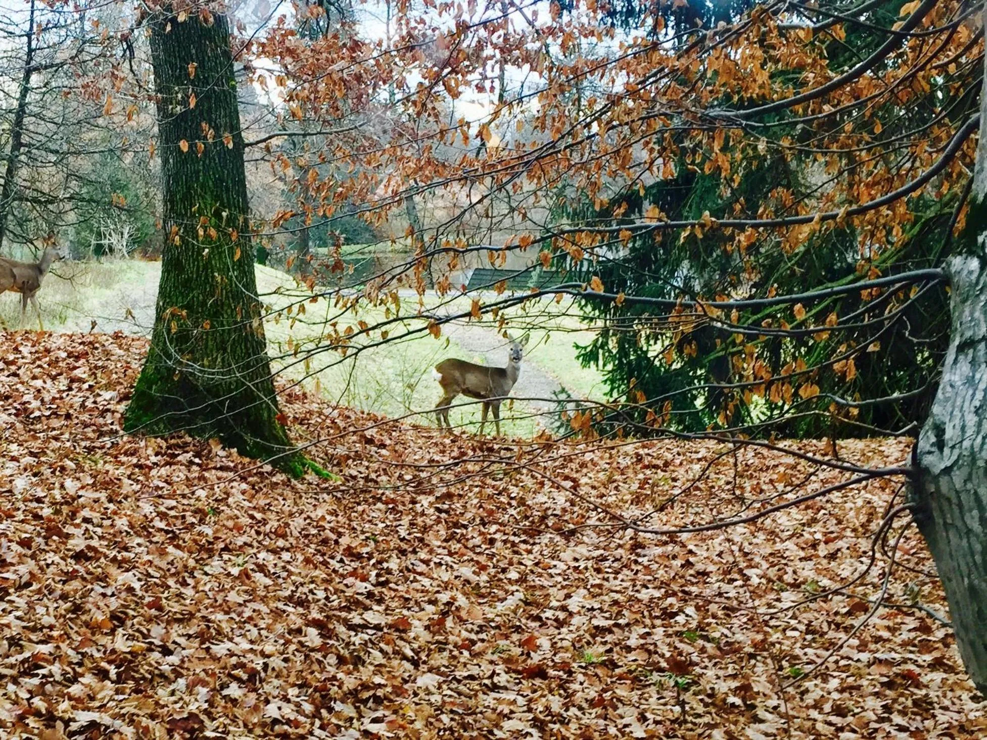Day in Zabola Estate - Transylvania