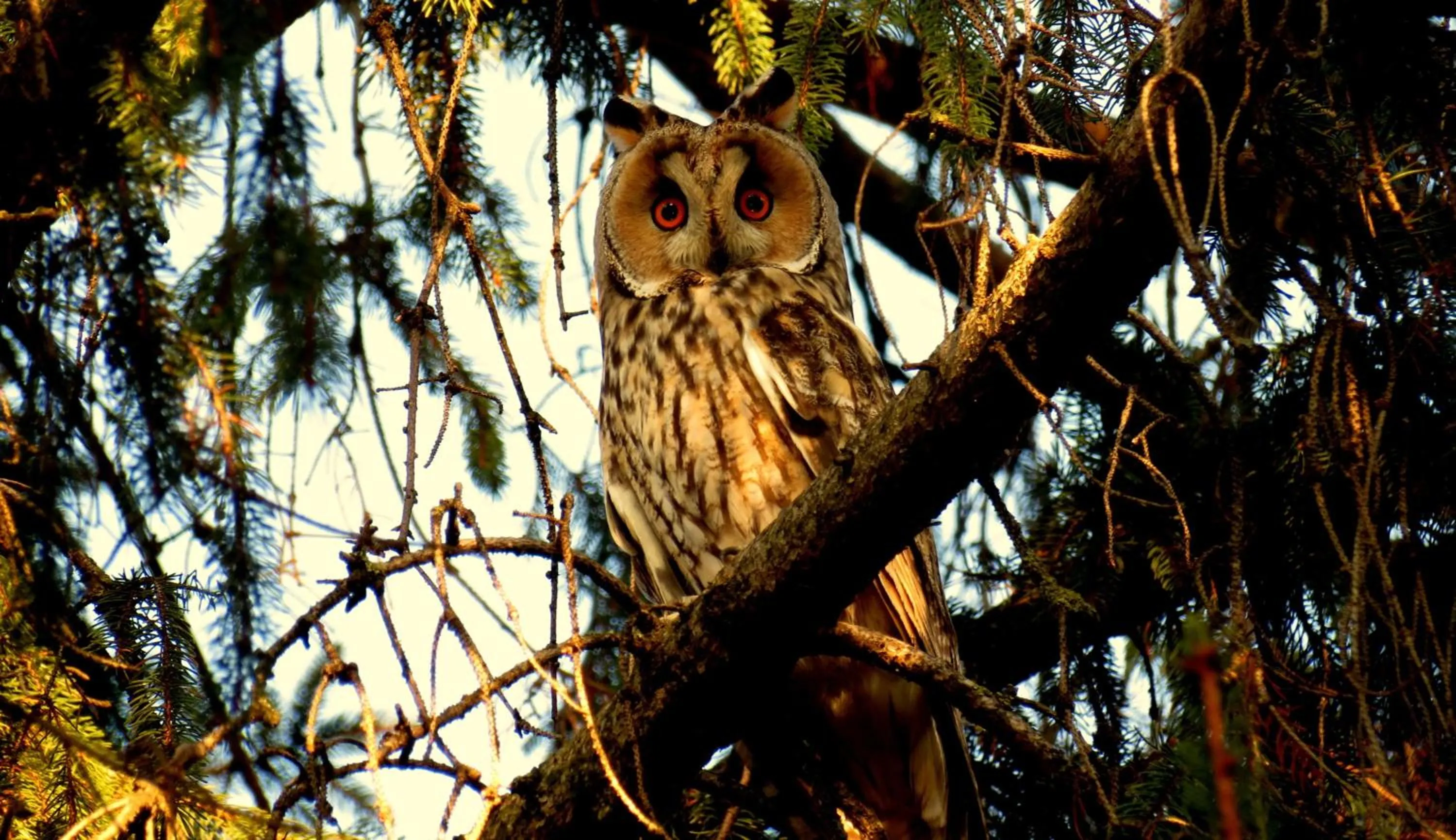 Garden in Zabola Estate - Transylvania
