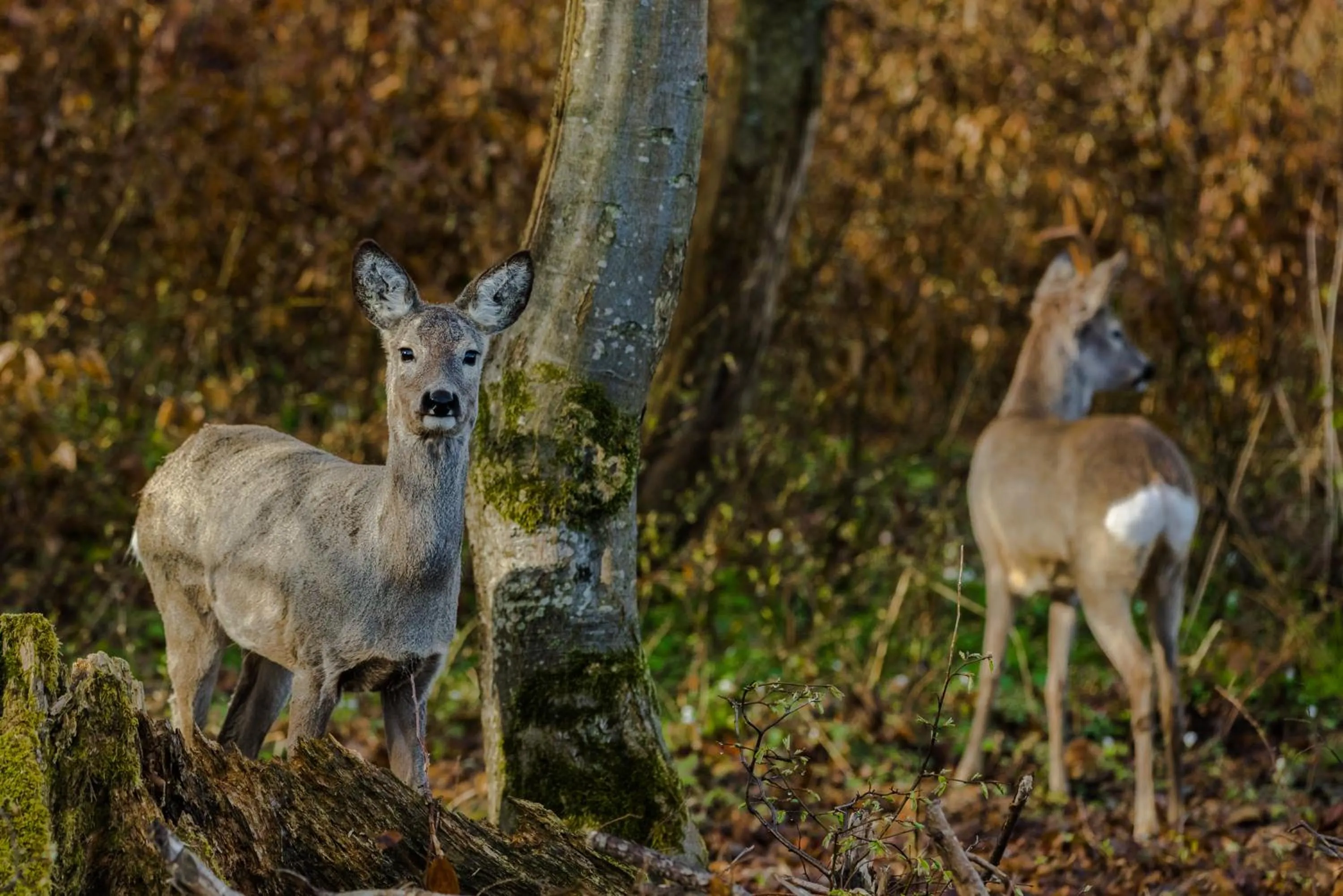 Animals in Zabola Estate - Transylvania