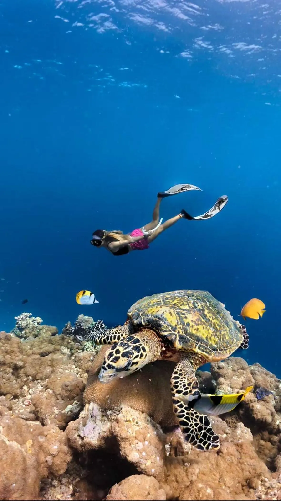 Snorkeling in Manta Sea View Himandhoo