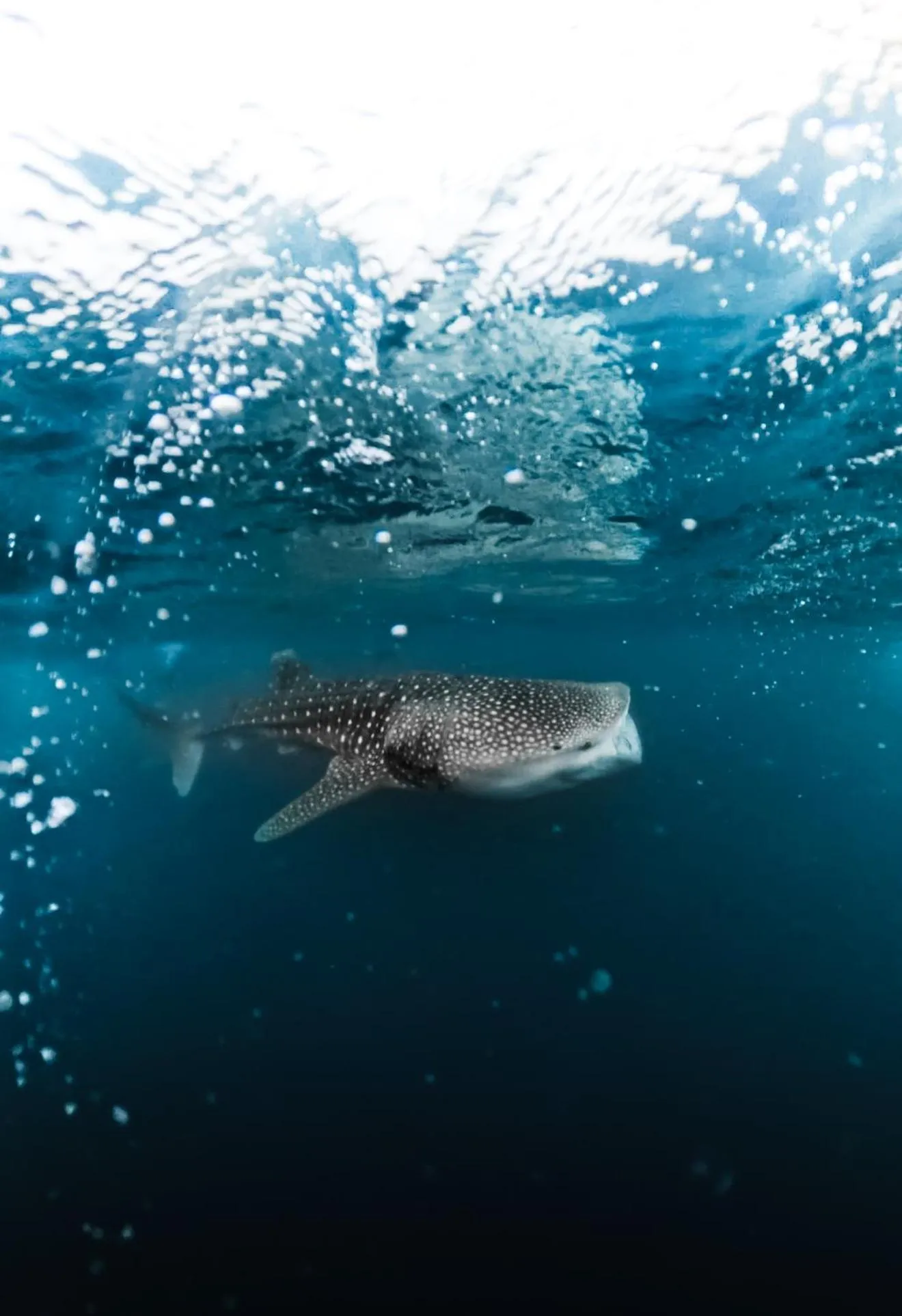 Manta Sea View Himandhoo