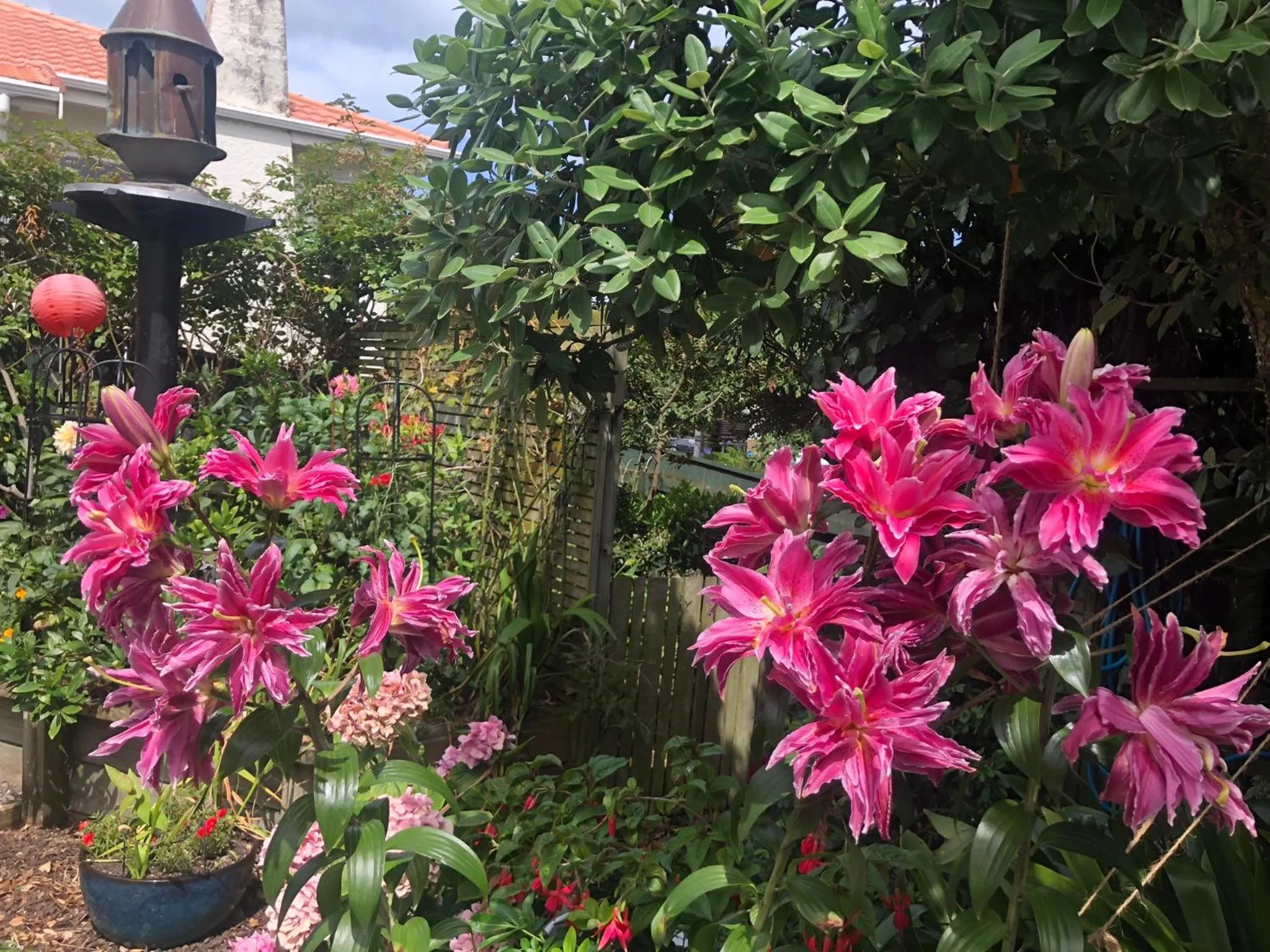 Garden in Top Floor Bed and Breakfast