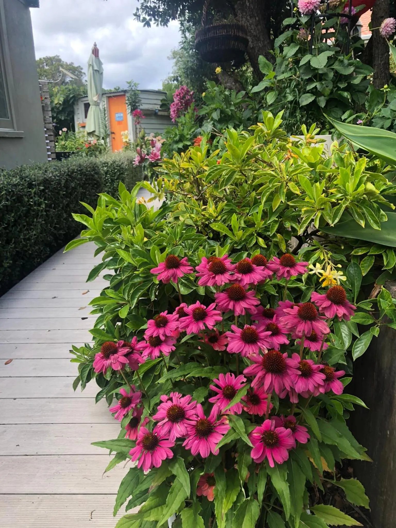 Garden in Top Floor Bed and Breakfast