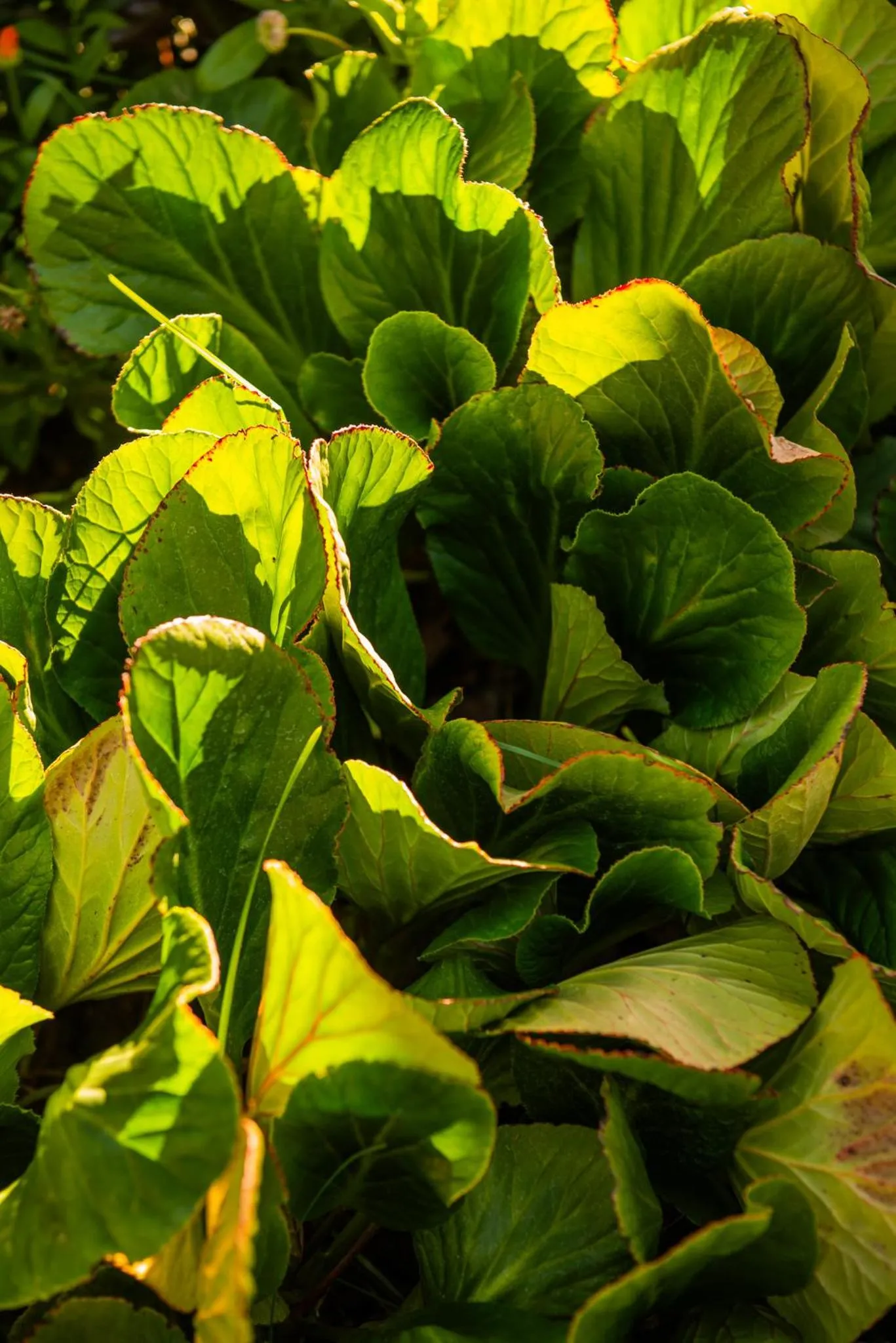 Garden in Equs Posada de Campo