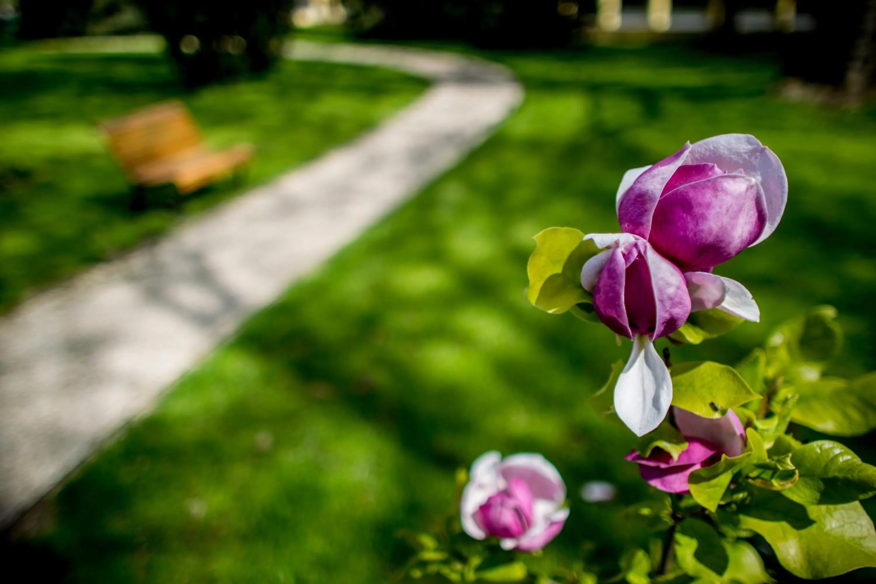 Garden in Batthyány Kúria