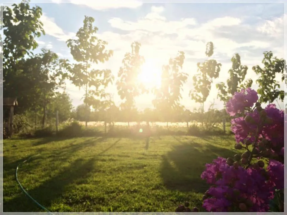 Garden in Thorfun Guesthouse in the Garden