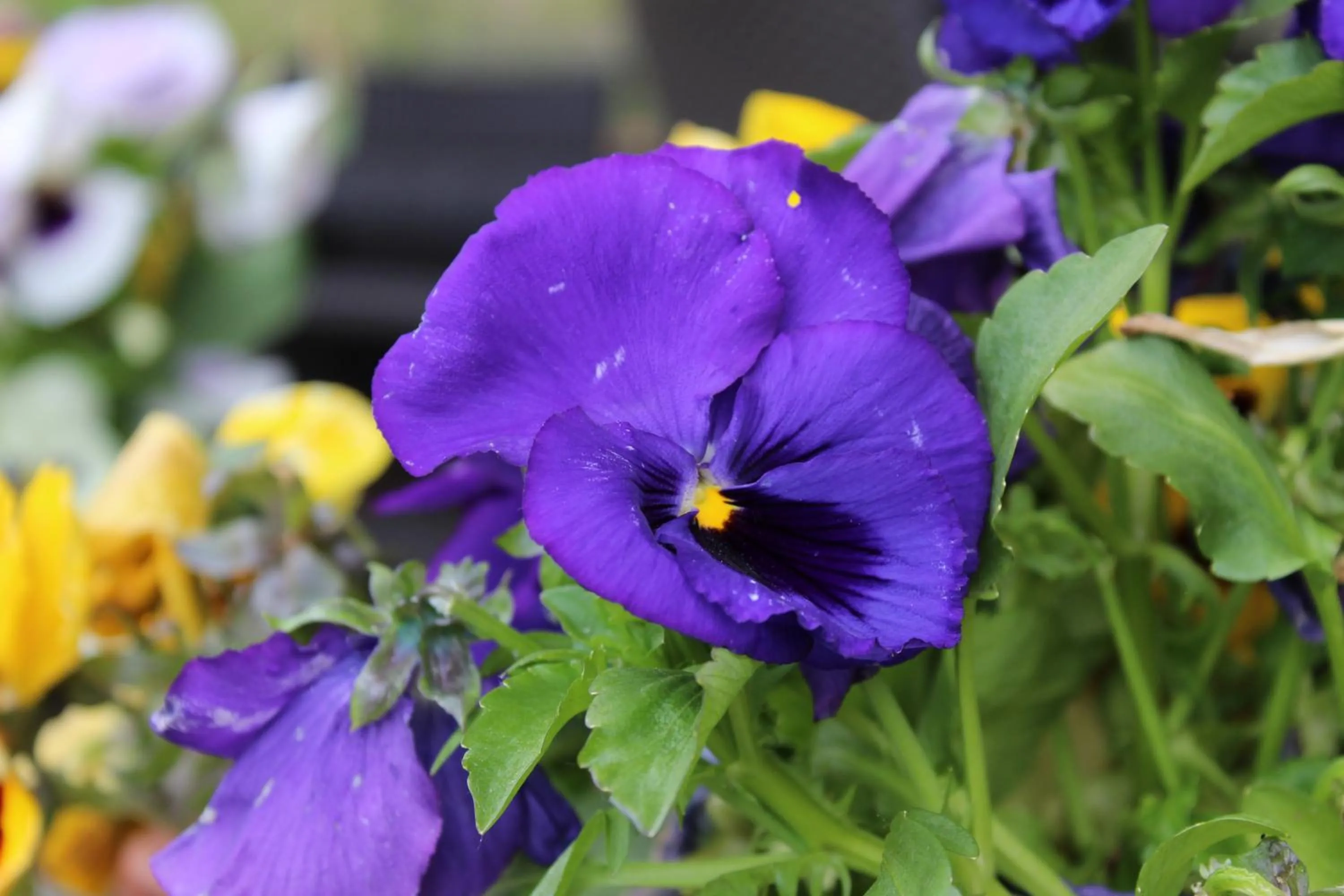 Spring in Albergo Ristorante Miramonti Toano