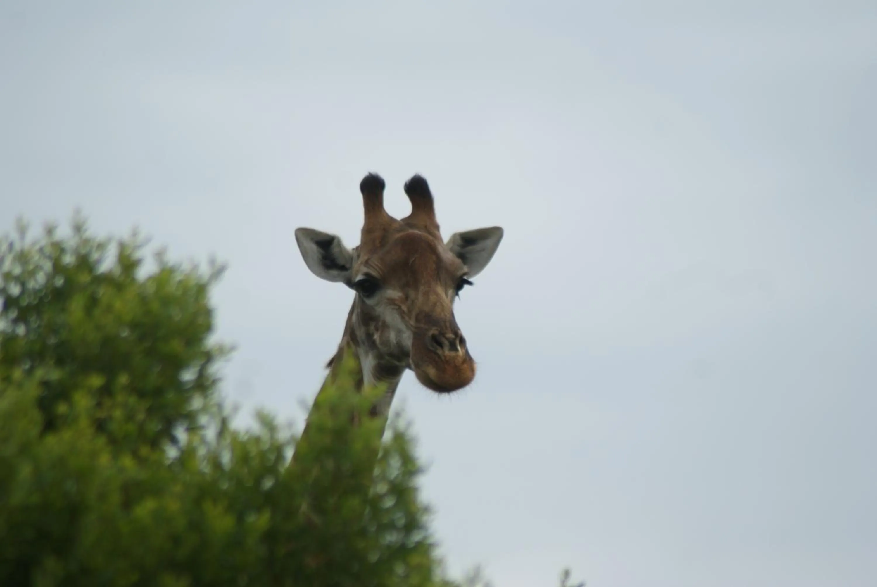 Homestead Bed and Breakfast - Travel Addo Group