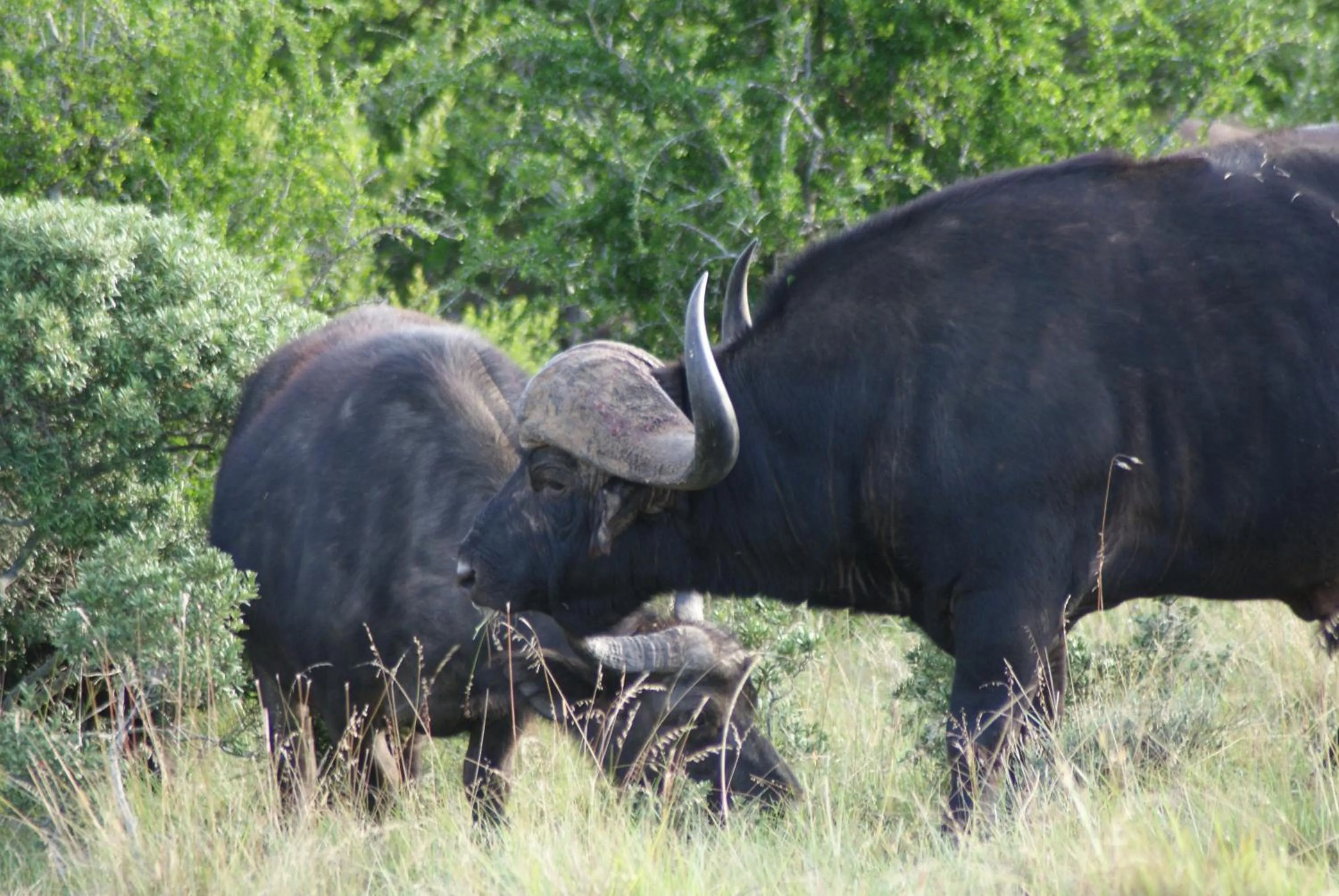 Homestead Bed and Breakfast - Travel Addo Group