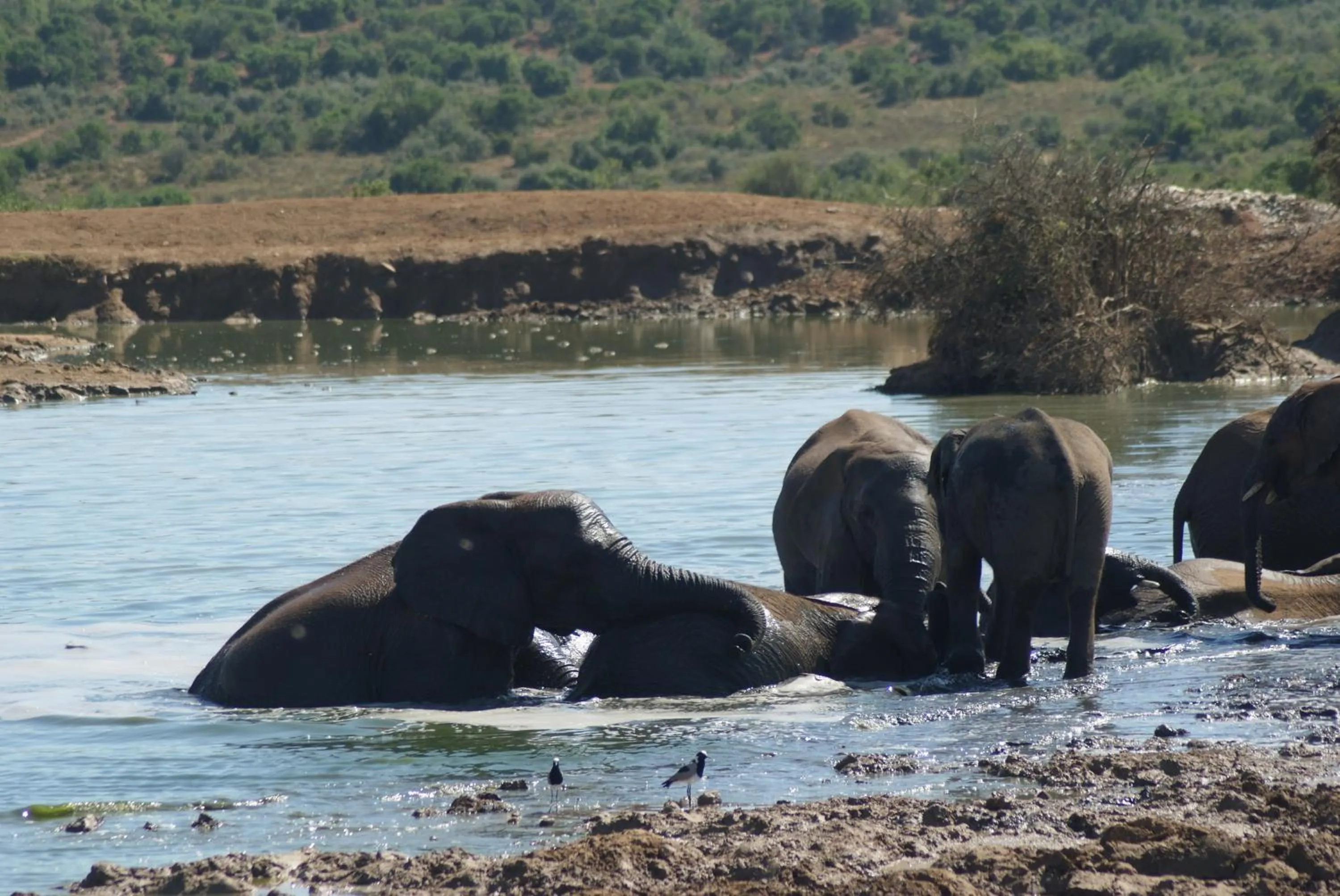 Homestead Bed and Breakfast - Travel Addo Group