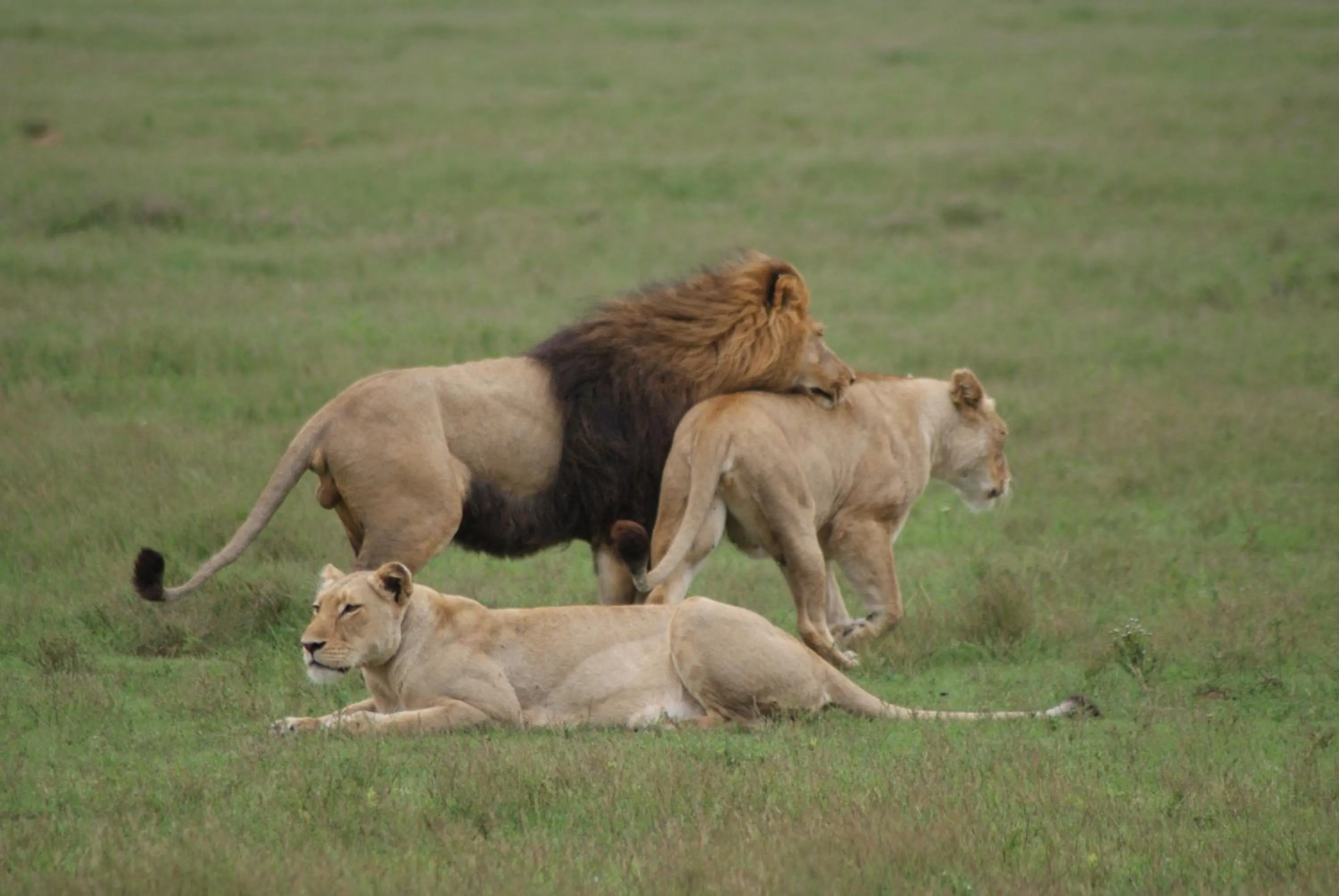 Homestead Bed and Breakfast - Travel Addo Group