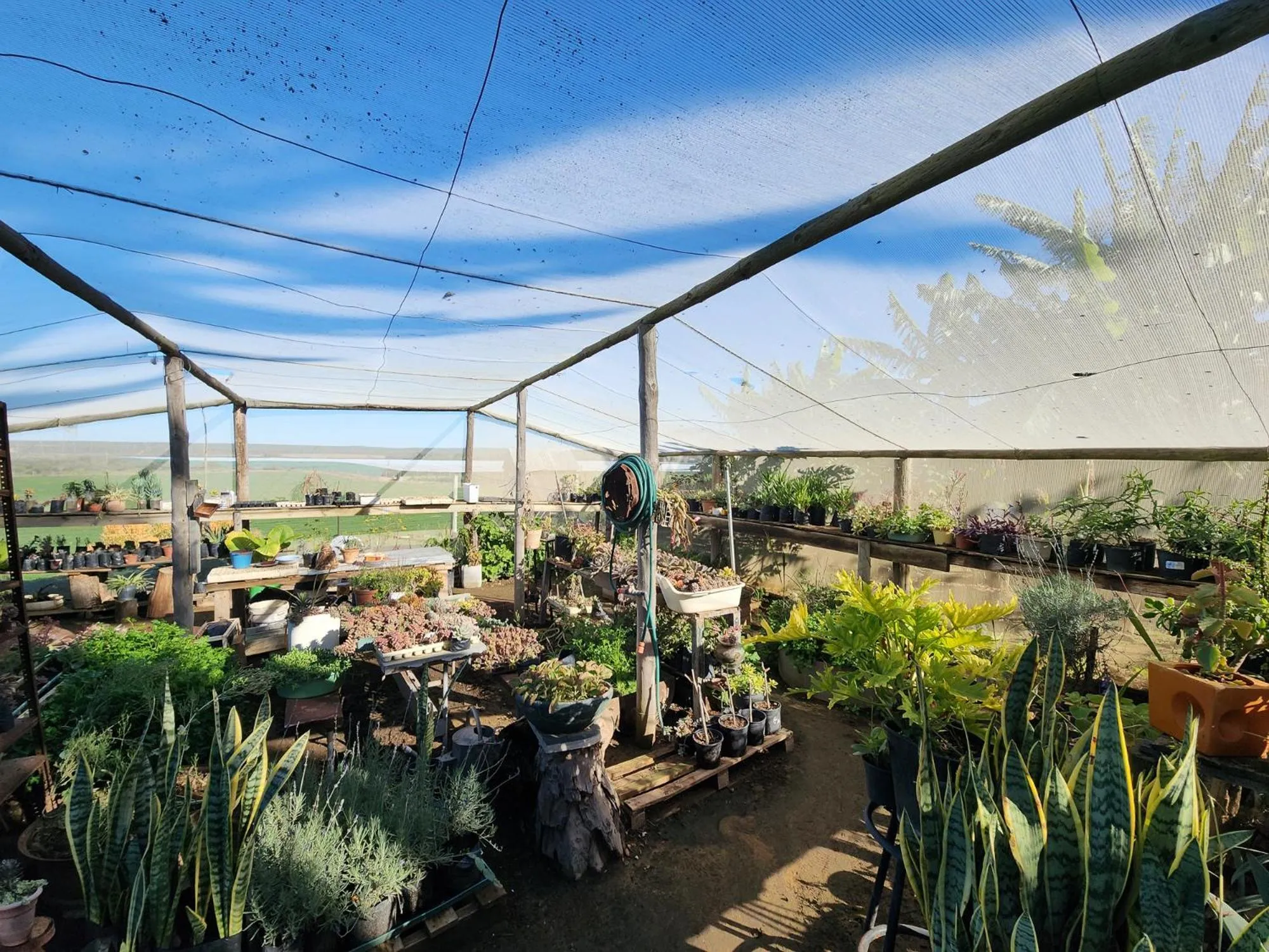 Homestead Bed and Breakfast - Travel Addo Group