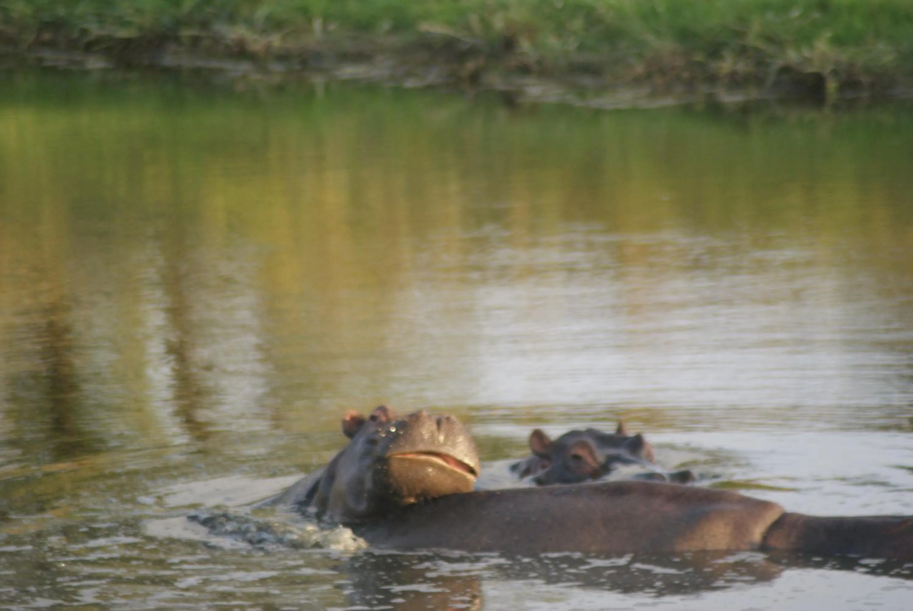 Homestead Bed and Breakfast - Travel Addo Group