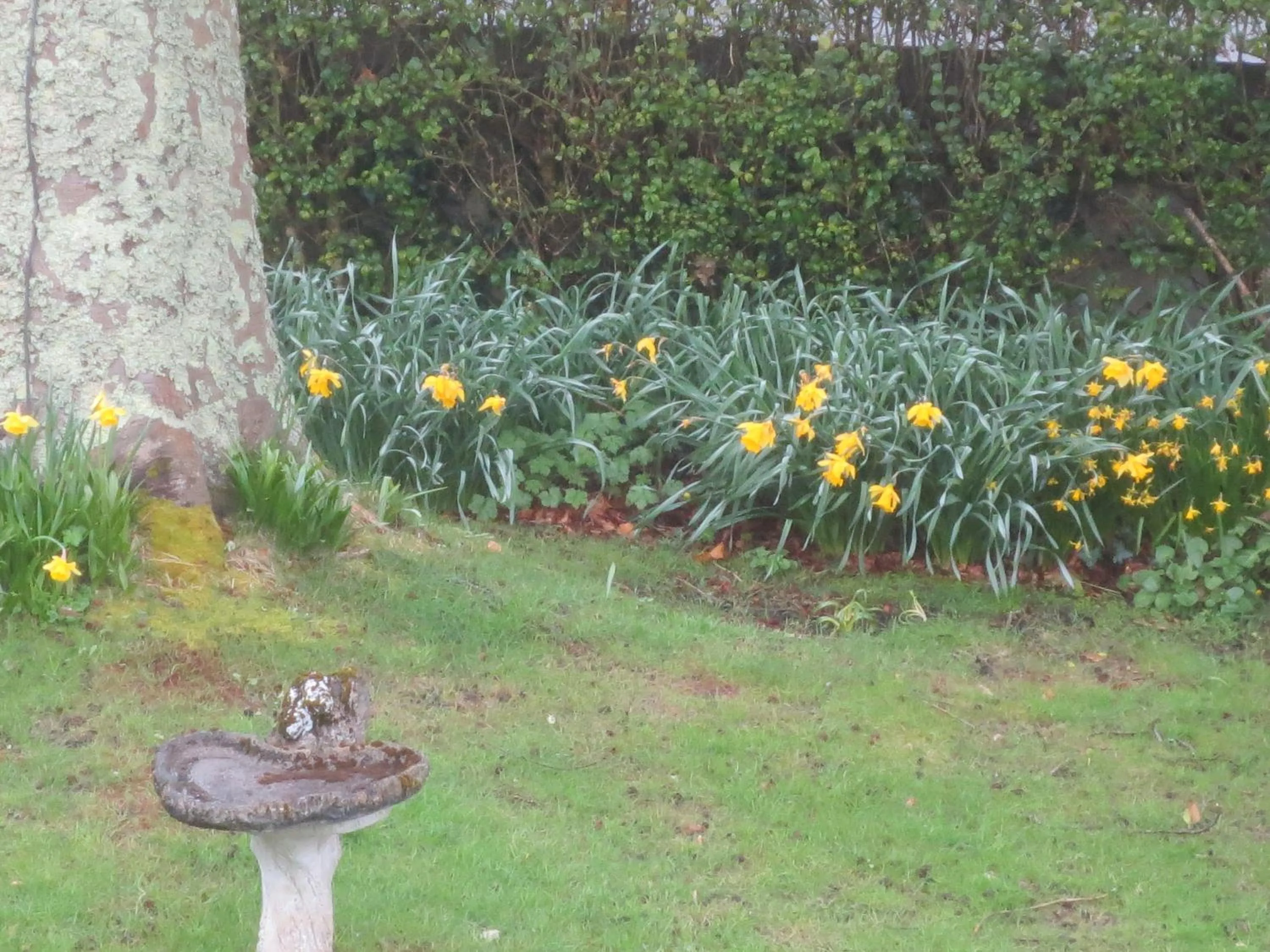 Garden view in St Judes B&B