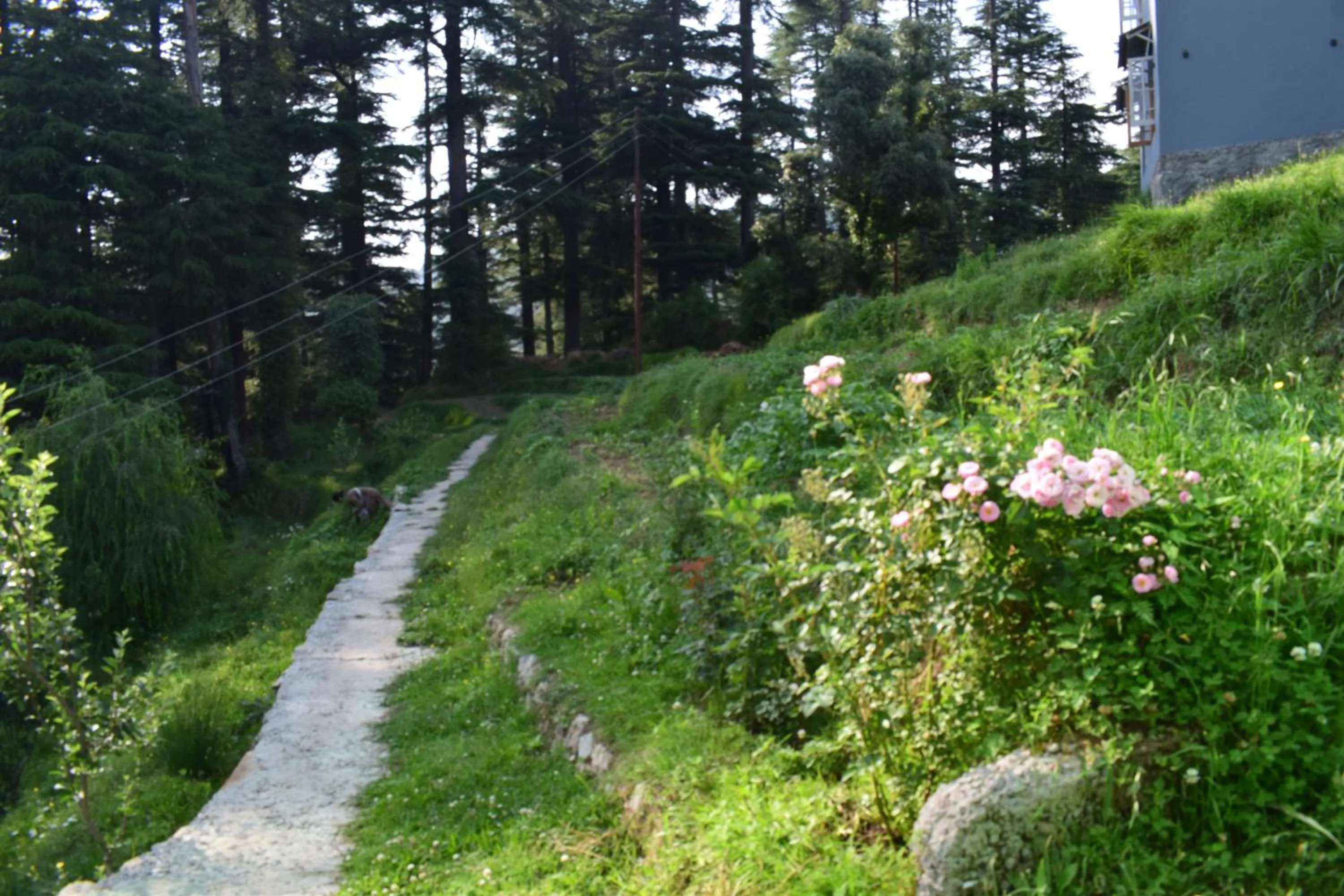 Garden in Green valley homestay