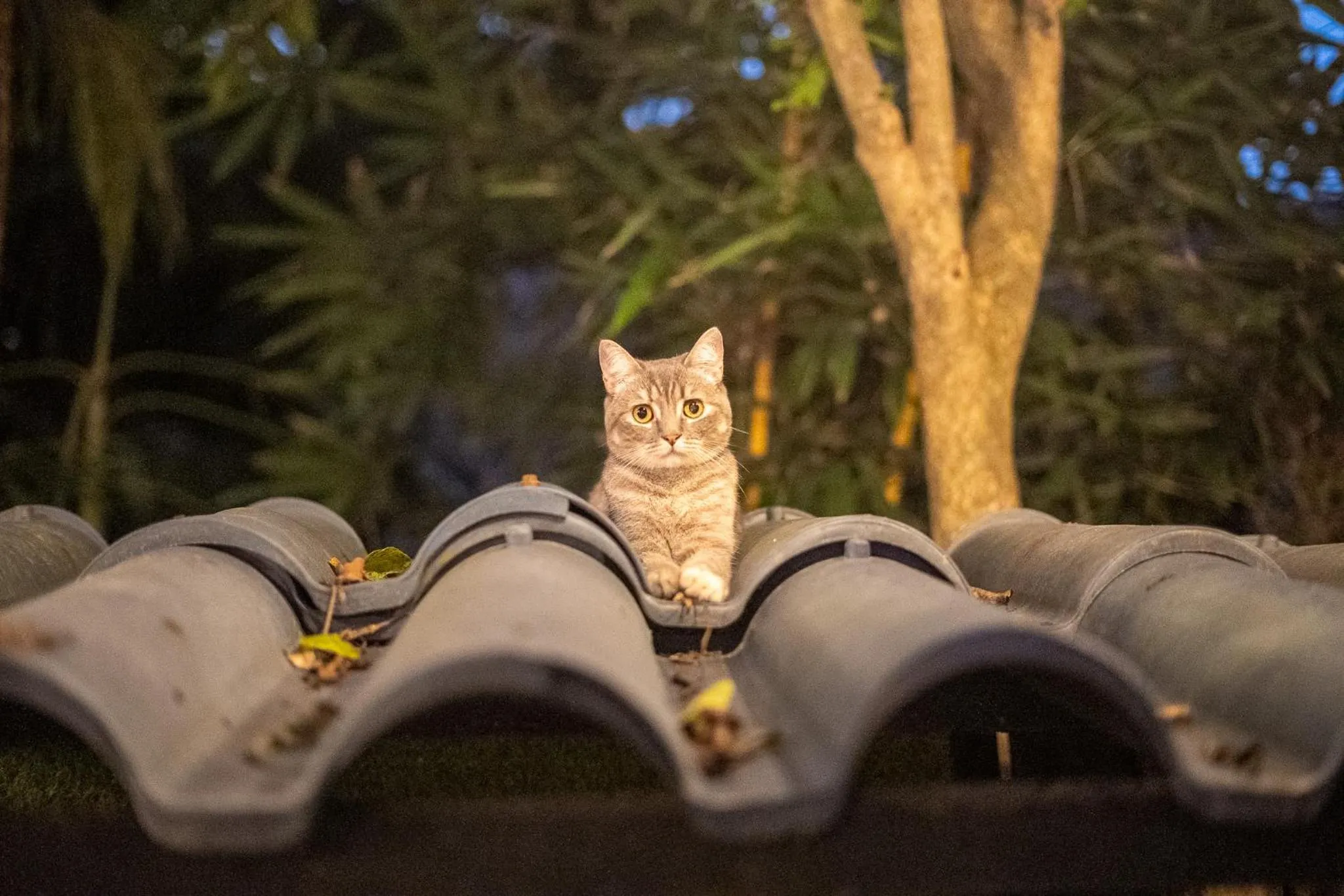 Pets in Dreamcatcher Hotel - Live the Dream of Santa Teresa