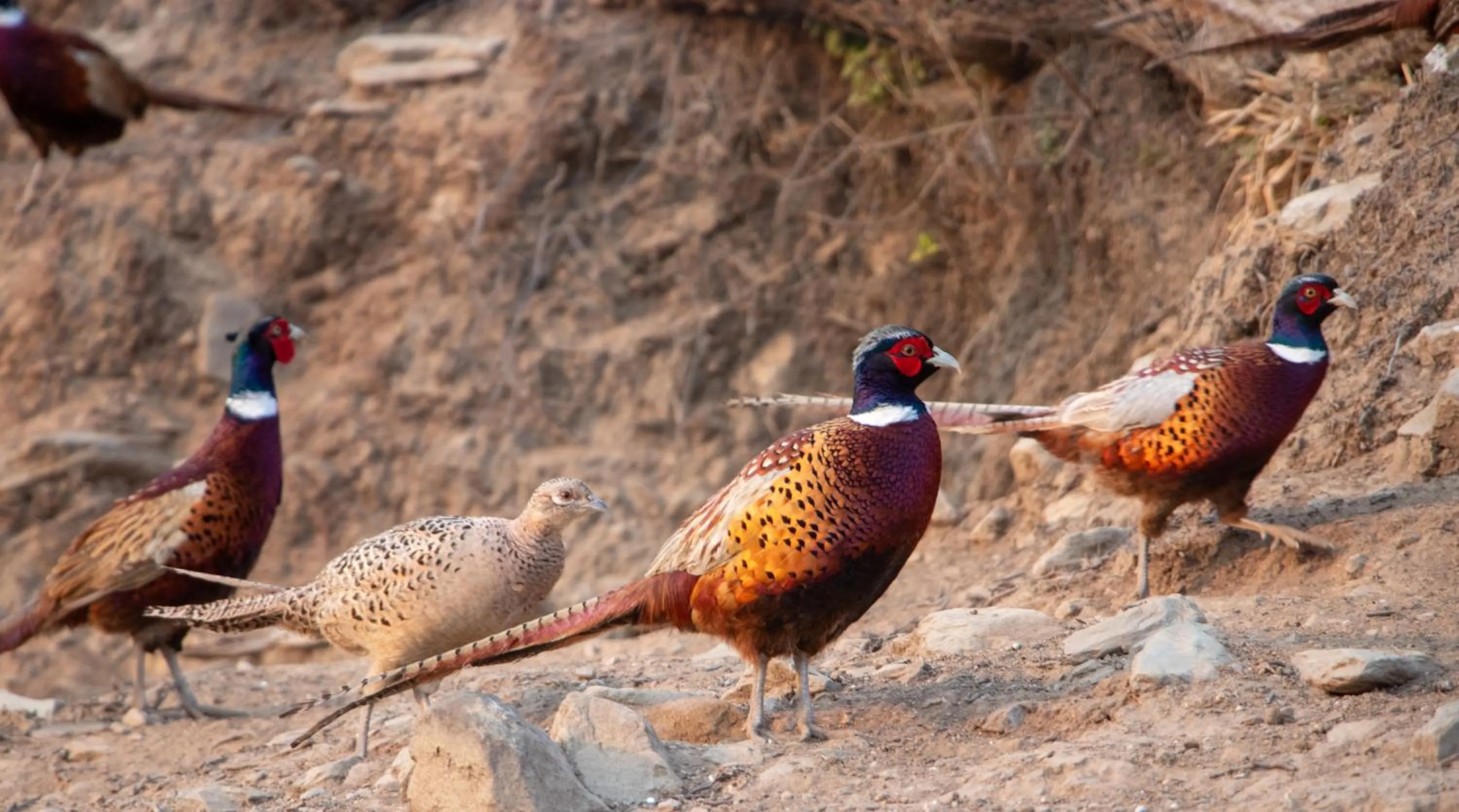 Pets in Naya Gaun Eco Resort