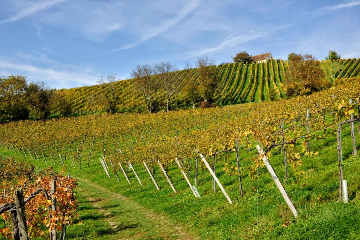 Natural landscape in Weingut Zirngast