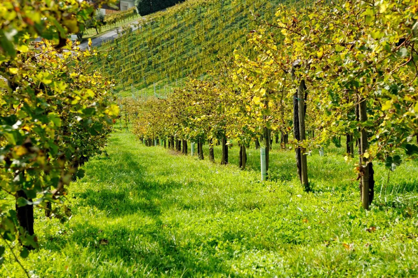 Natural landscape in Weingut Zirngast