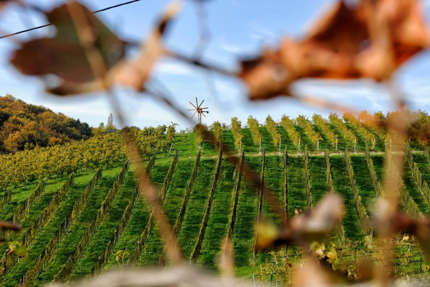 Natural landscape in Weingut Zirngast