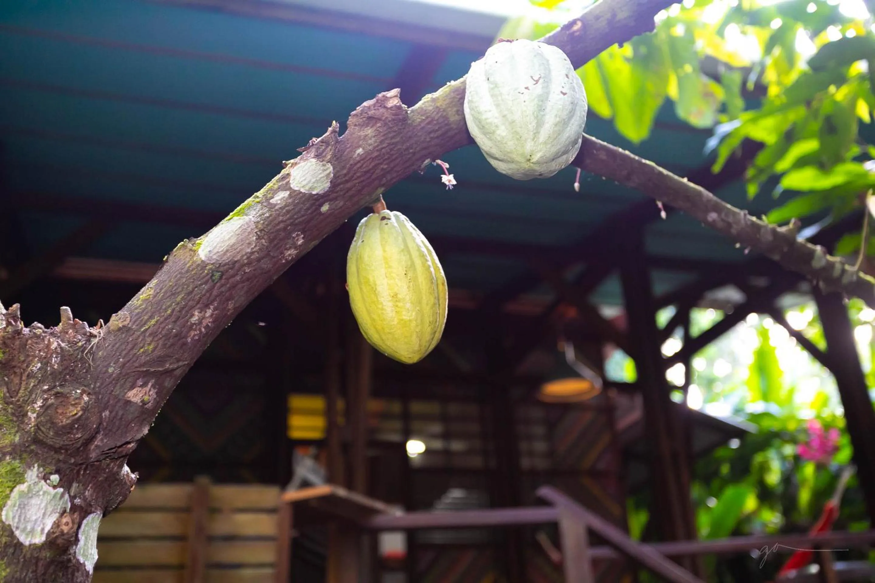 Day in La Kukula Lodge