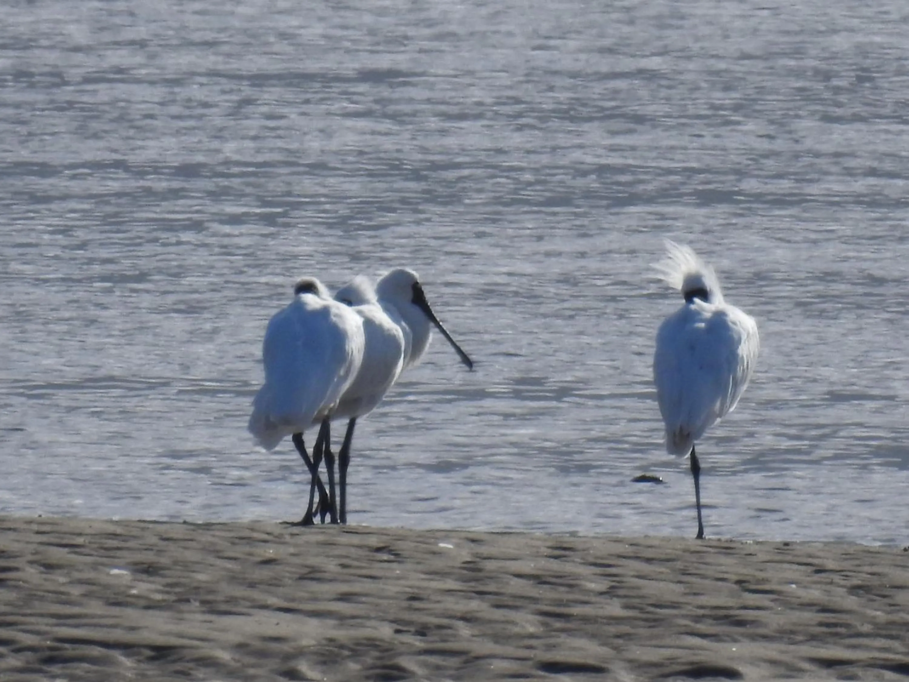 Animals in Collingwood Park Motel