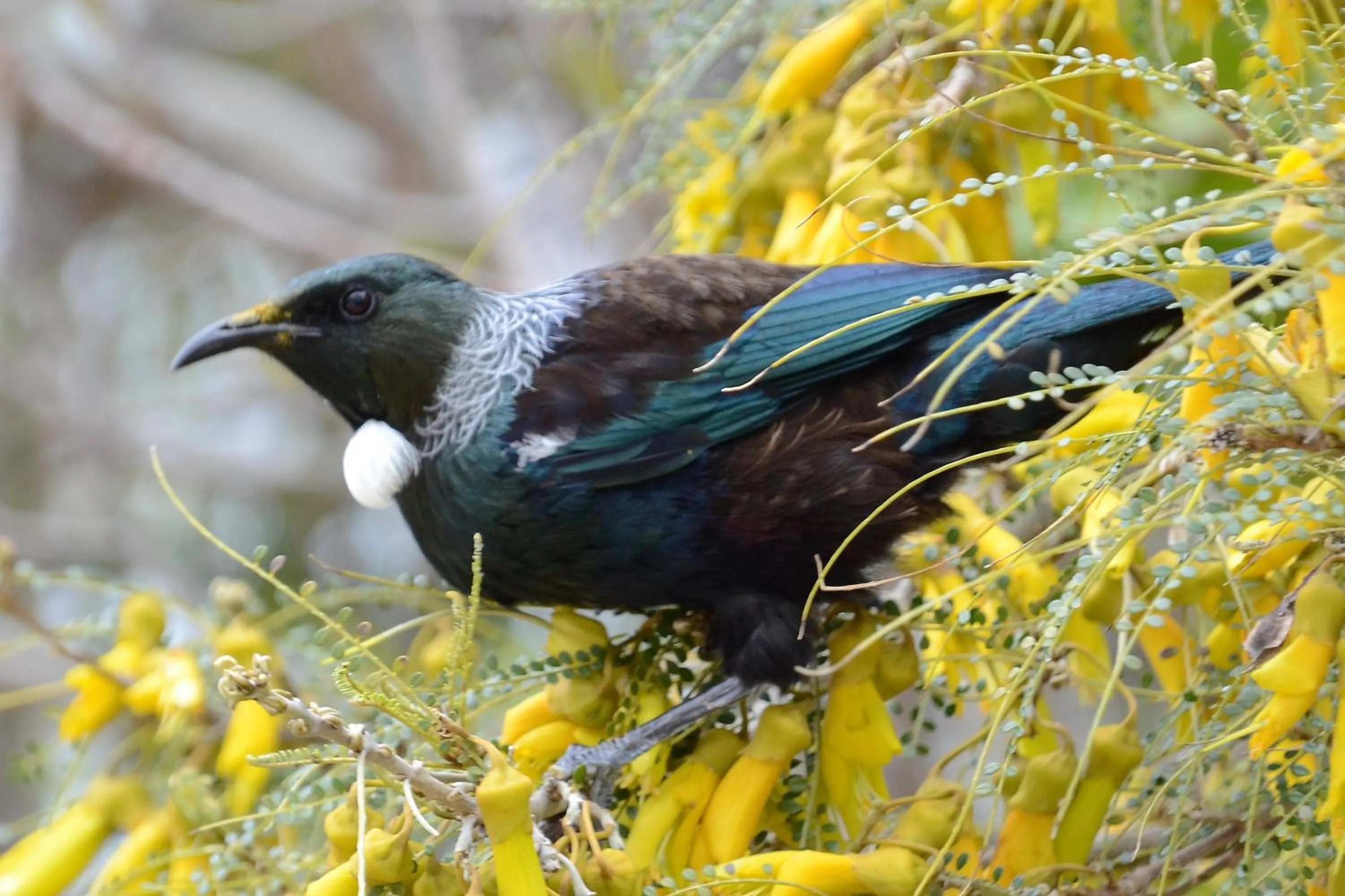 Natural landscape in Collingwood Park Motel
