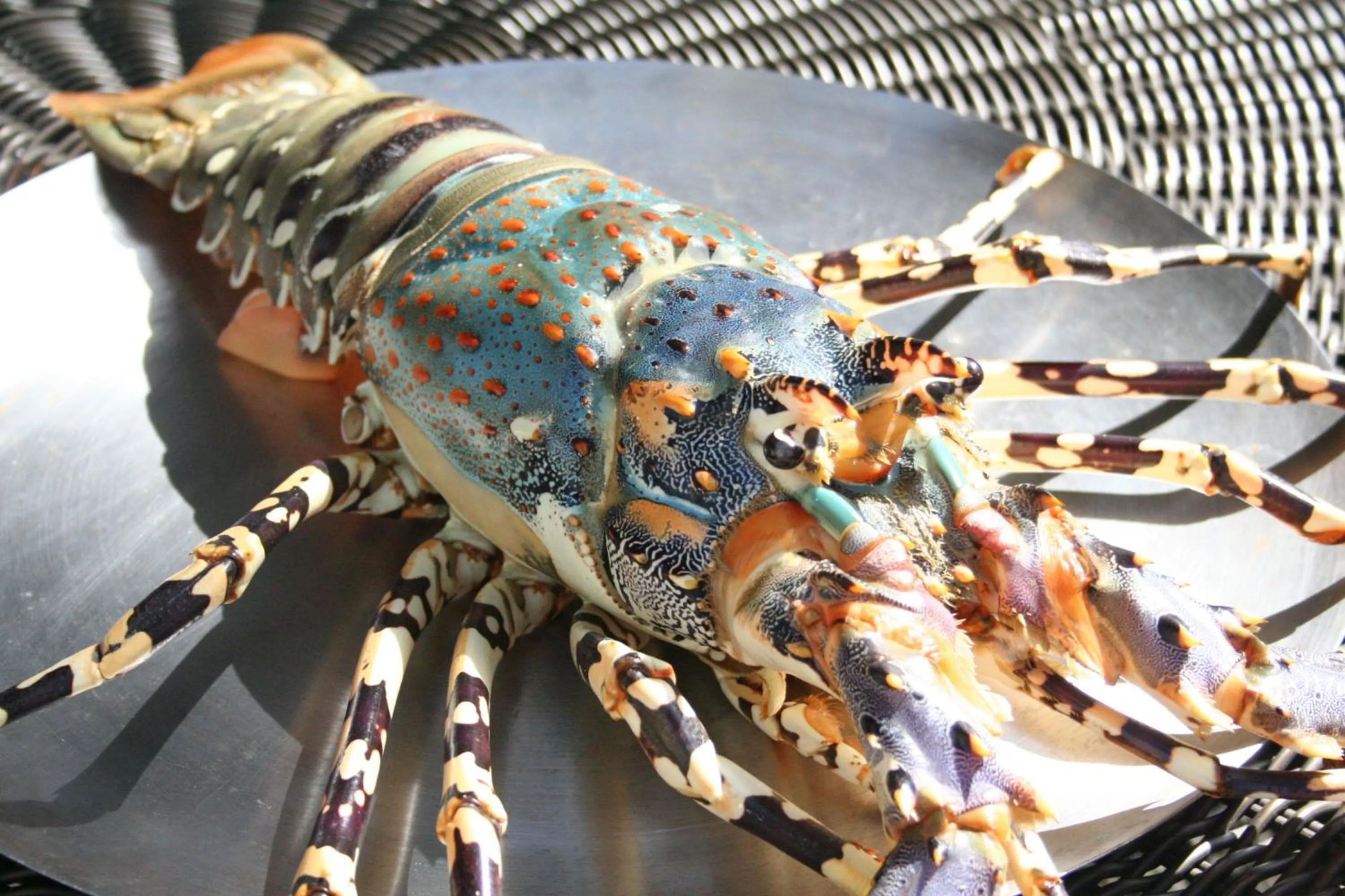 Animals in Cadlao Resort and Restaurant