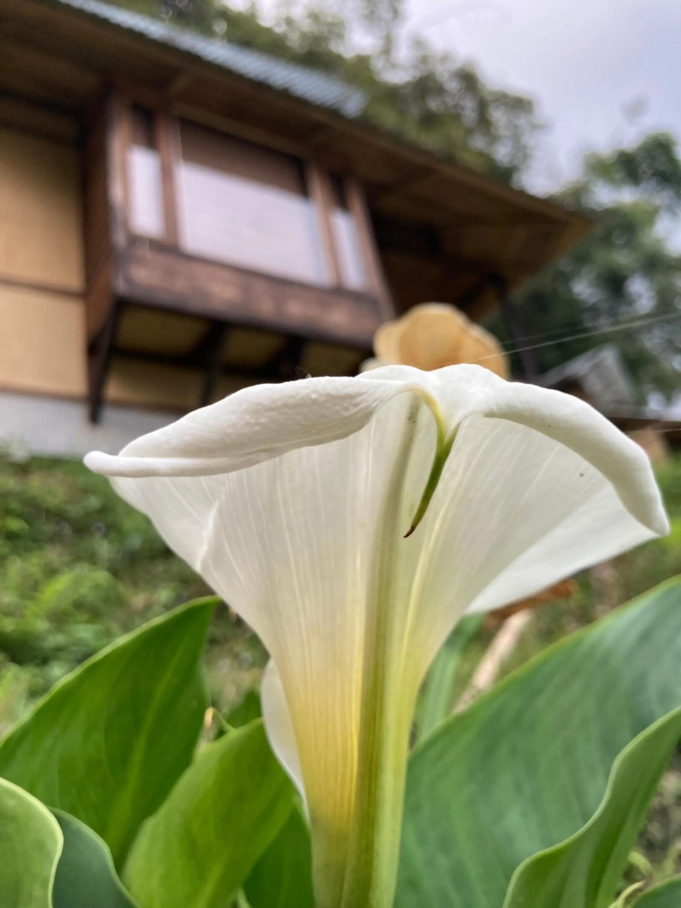 Garden in Art Mile Kalimpong