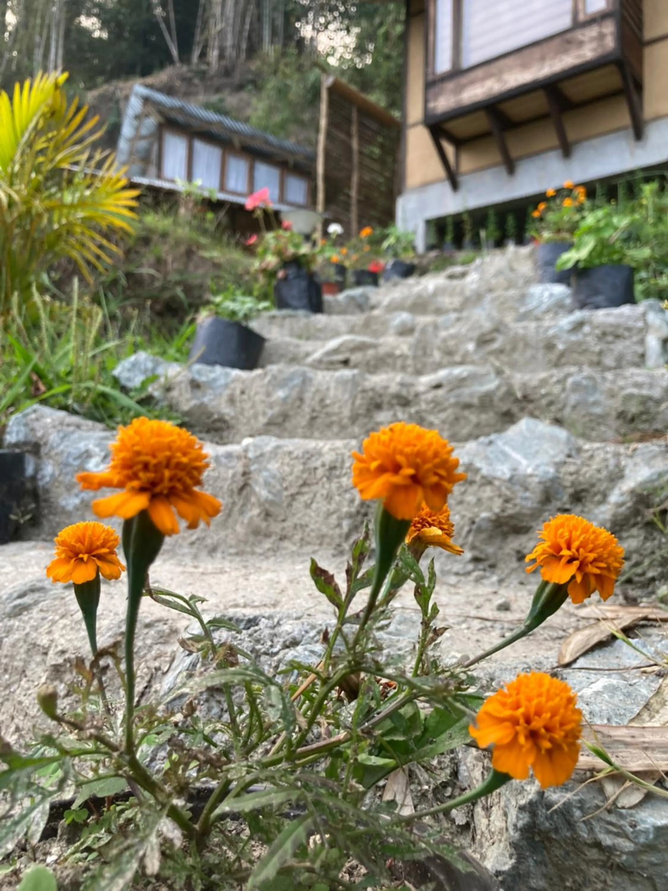 Garden in Art Mile Kalimpong