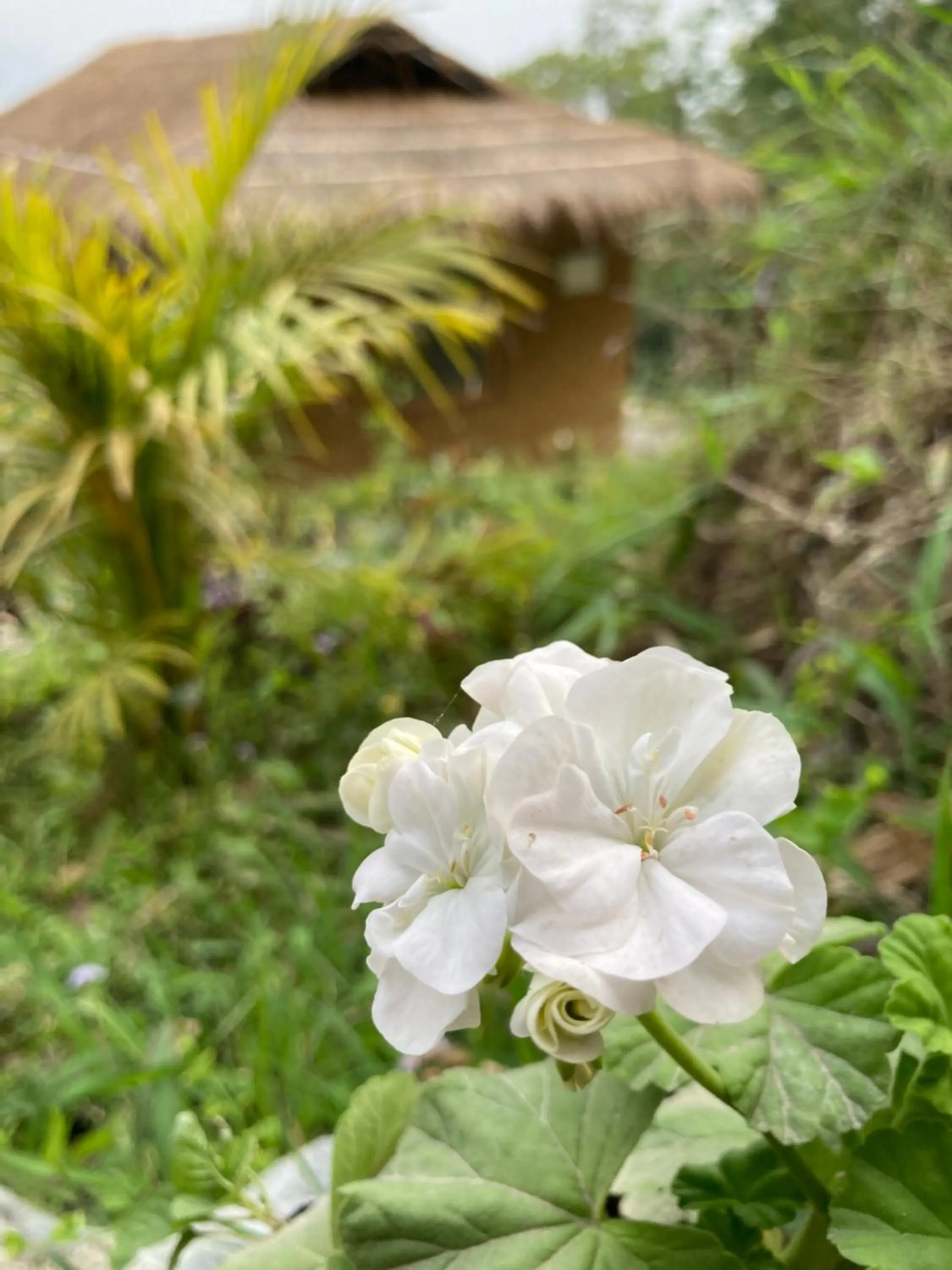 Garden in Art Mile Kalimpong