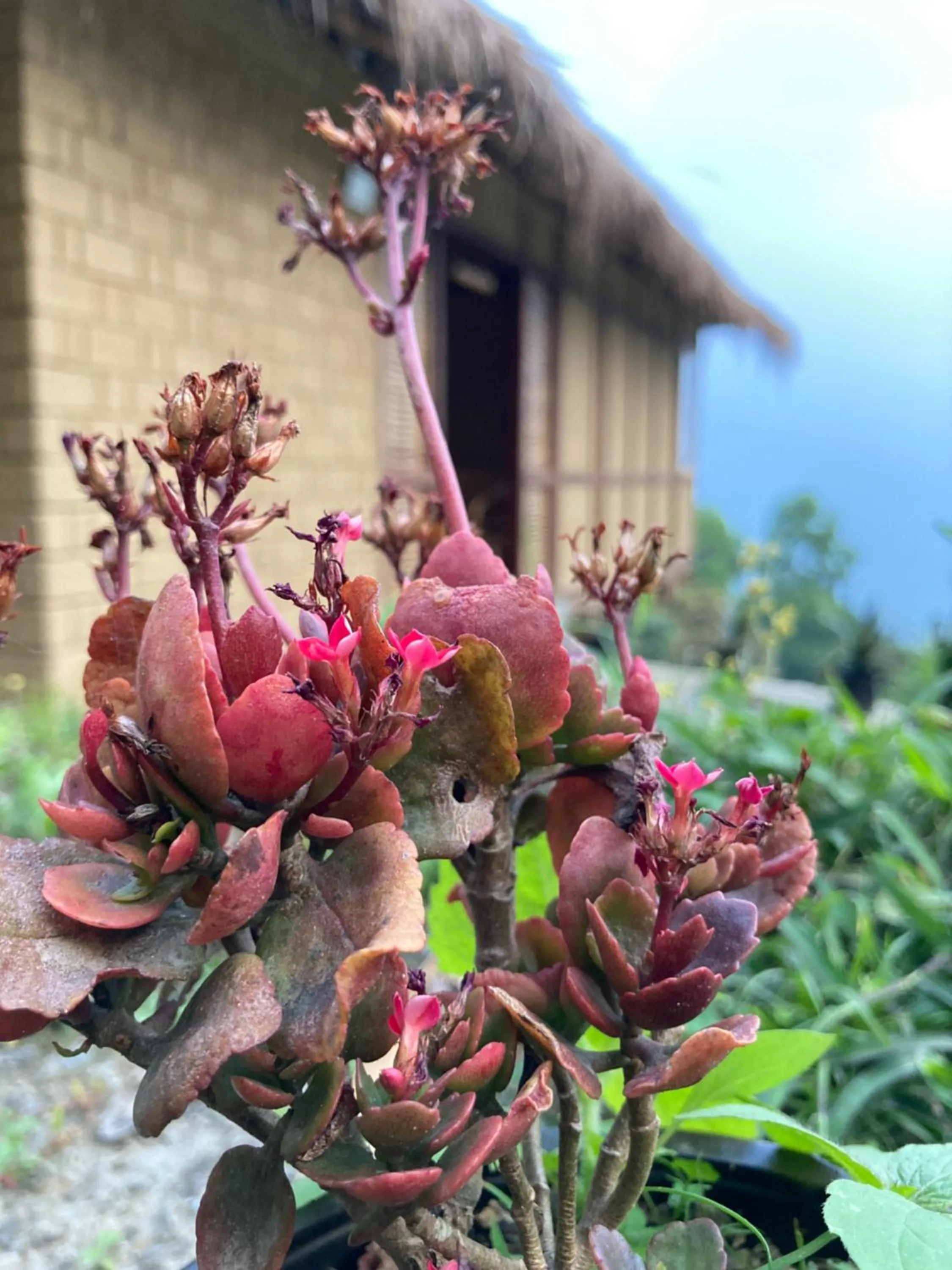 Garden in Art Mile Kalimpong