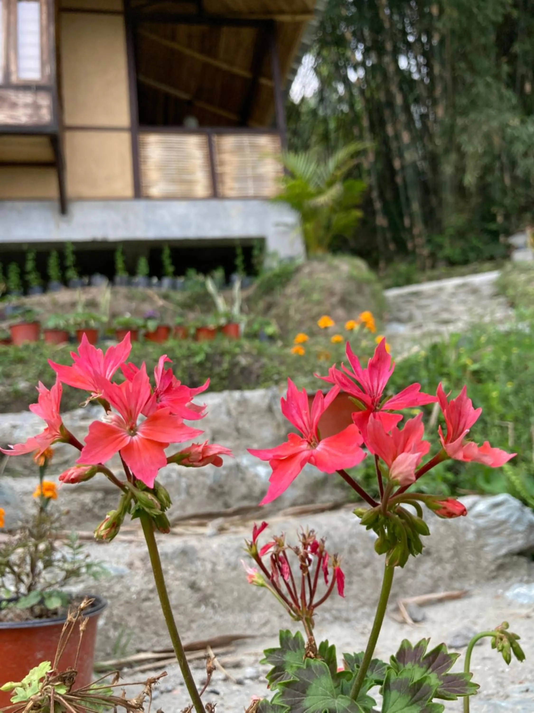 Garden in Art Mile Kalimpong