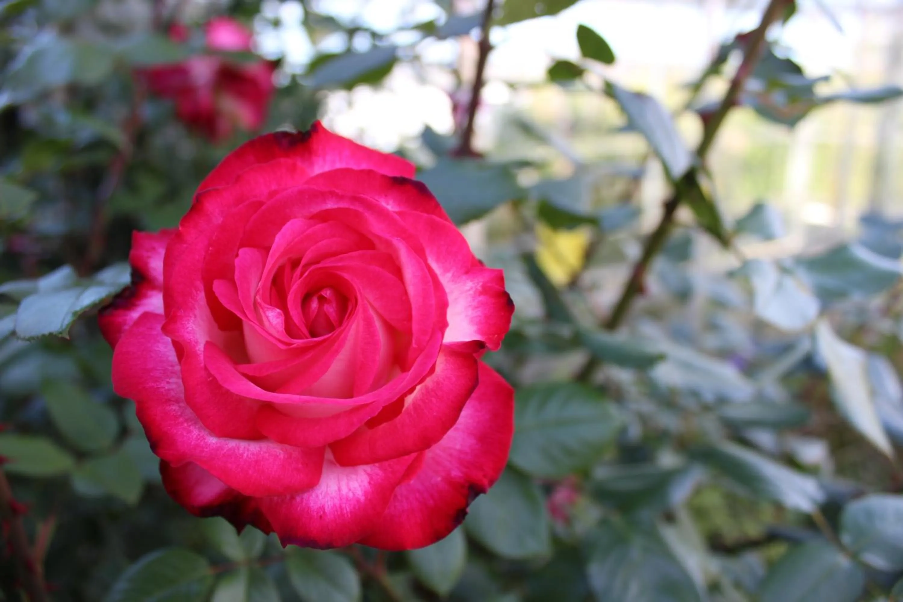 Natural landscape in Werndee