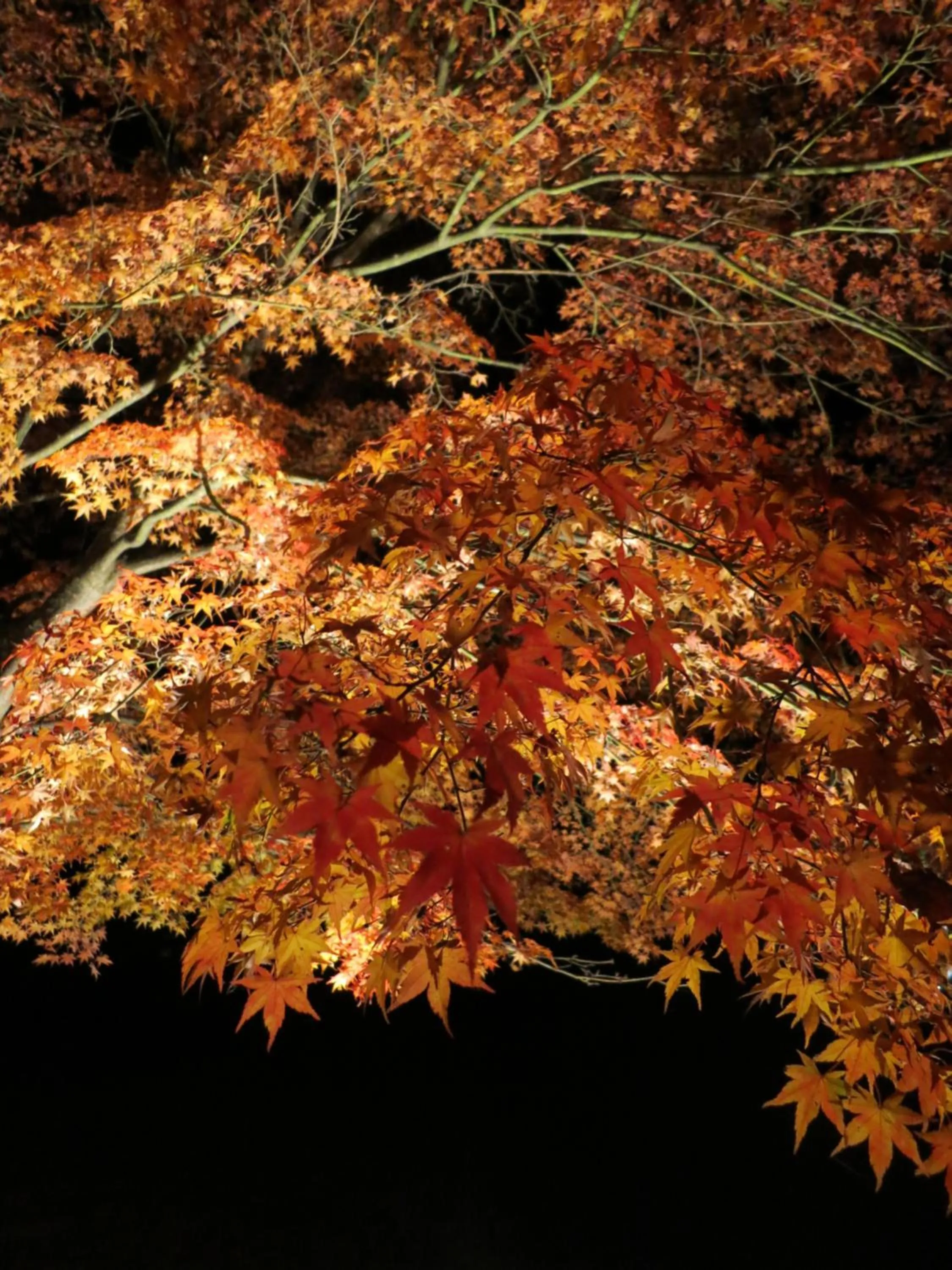 Autumn in Guesthouse Nishiki