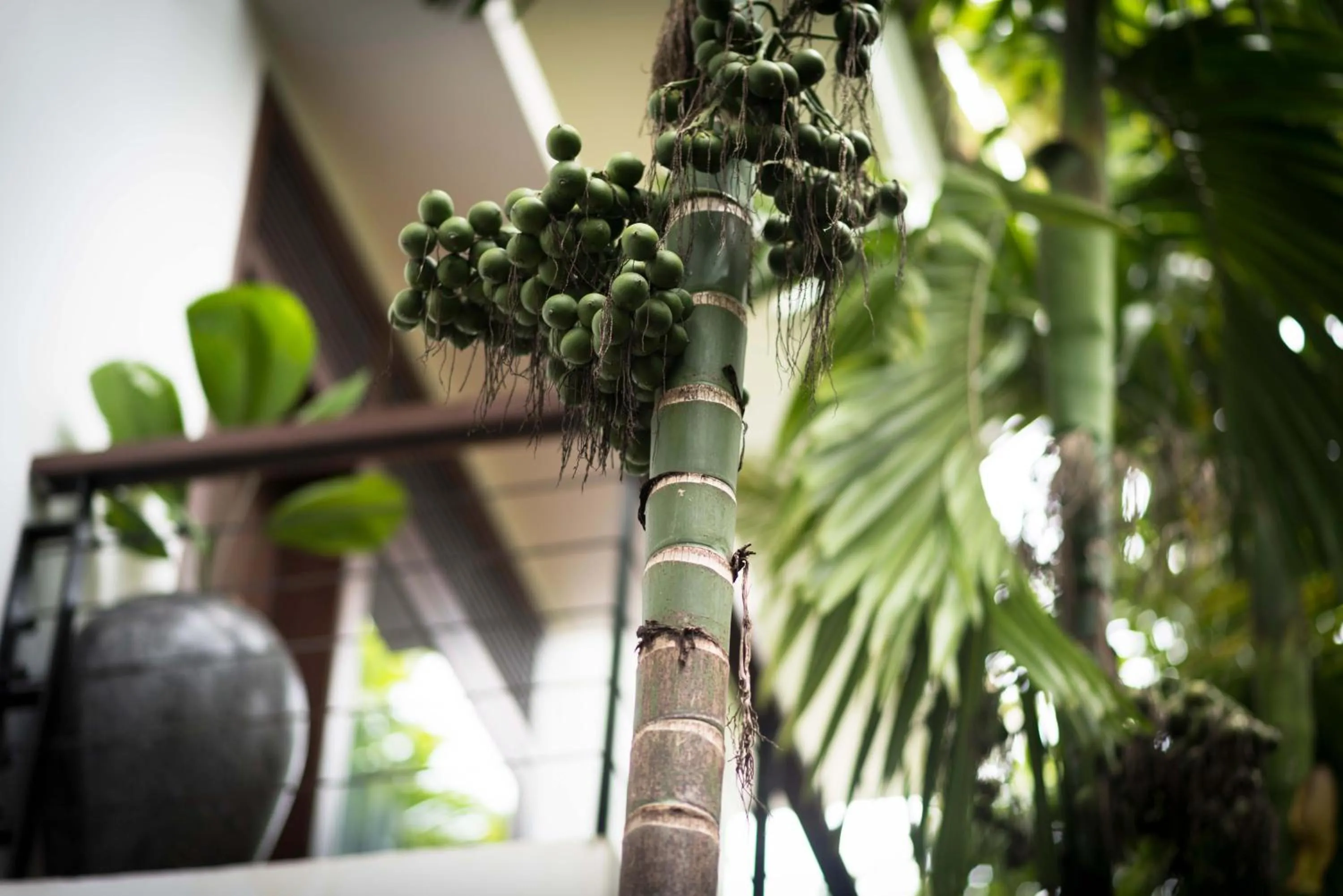 Garden view in Sokkhak Boutique Resort & Spa