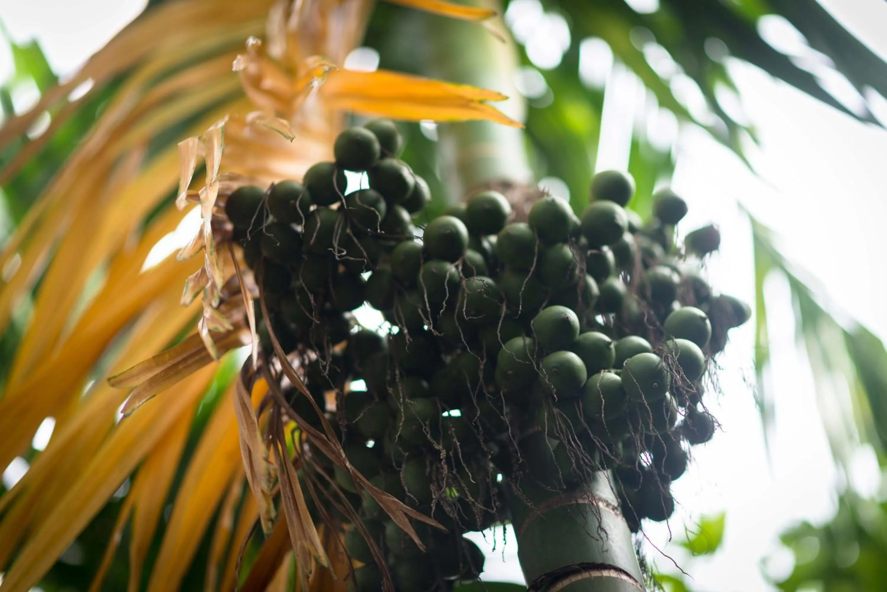 Garden in Sokkhak Boutique Resort & Spa