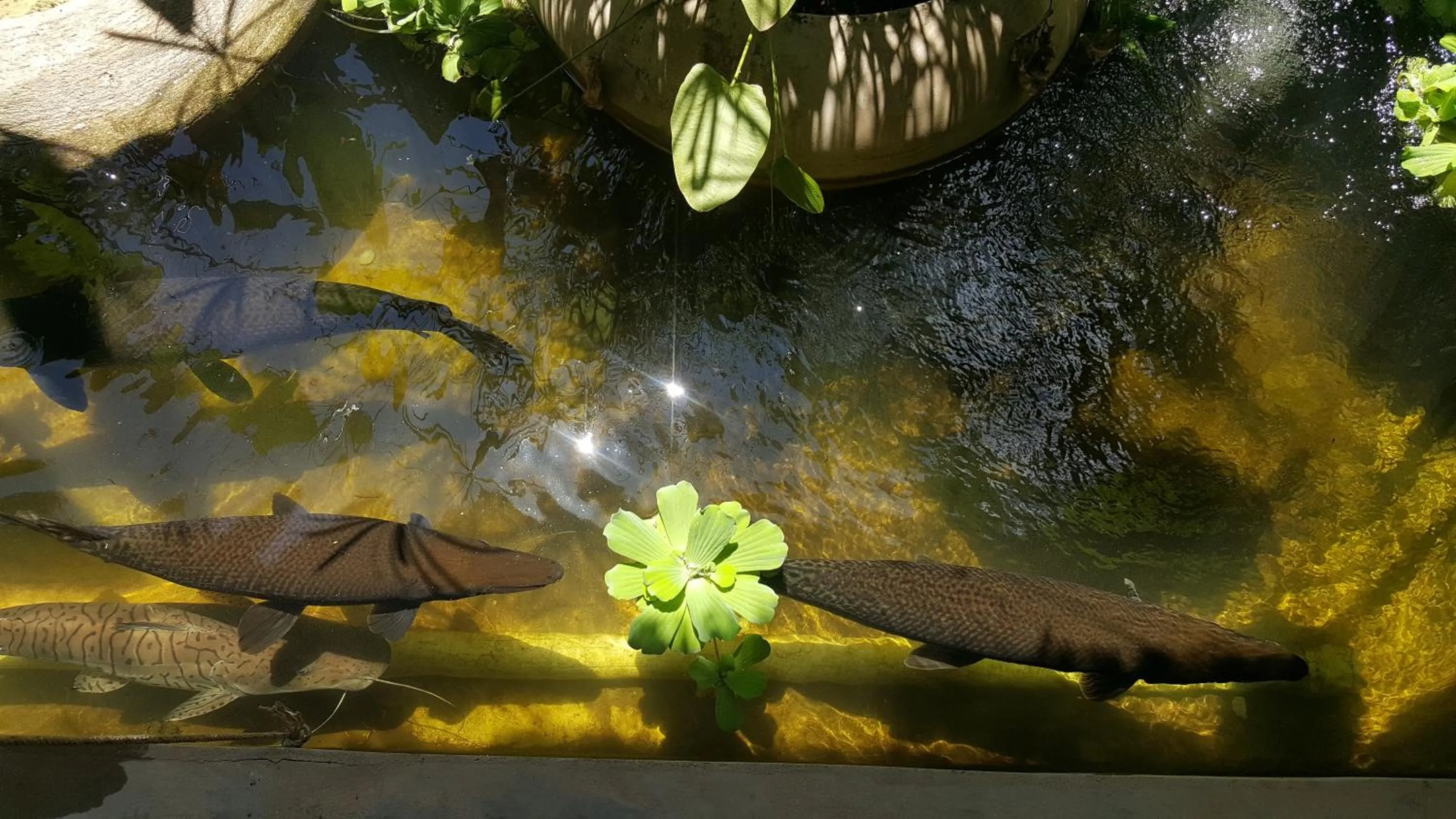 Fishing in Sahaa Beach Resort