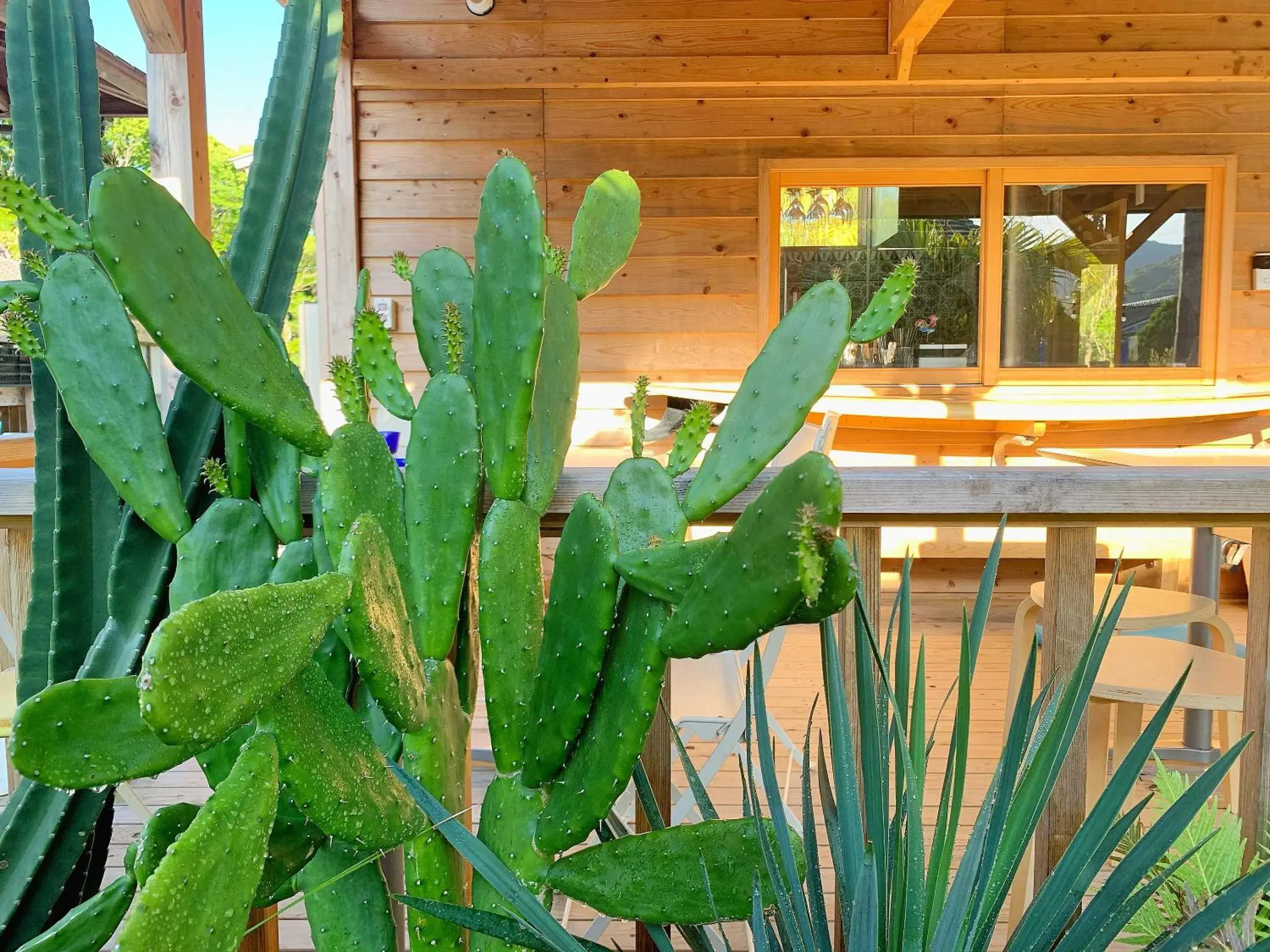 Restaurant/places to eat in Tabist Guest house Pumping Surf Restaurant/places to eat in Tabist Guest house Pumping Surf