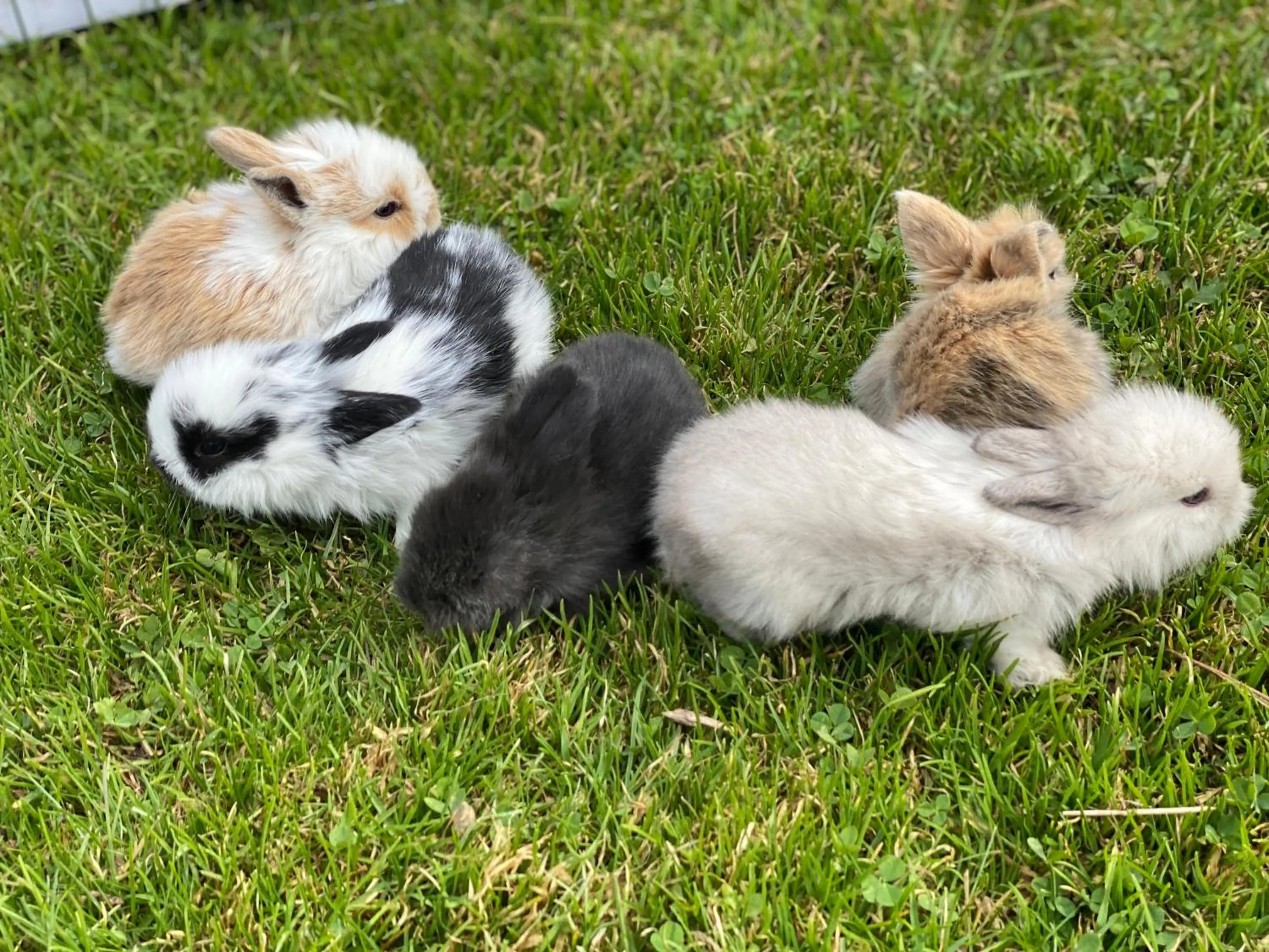 Animals in Laubichlhof