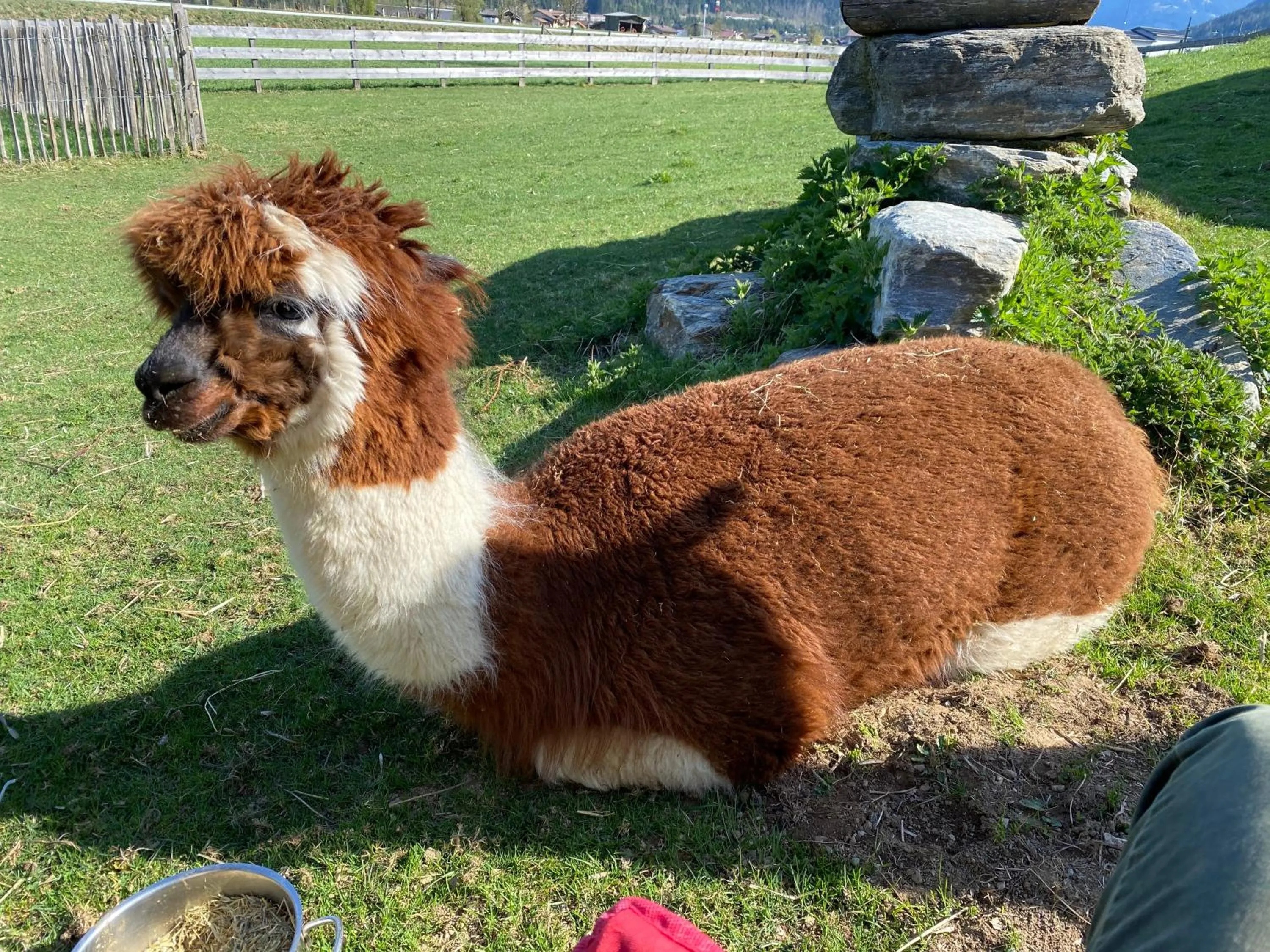 Animals in Laubichlhof