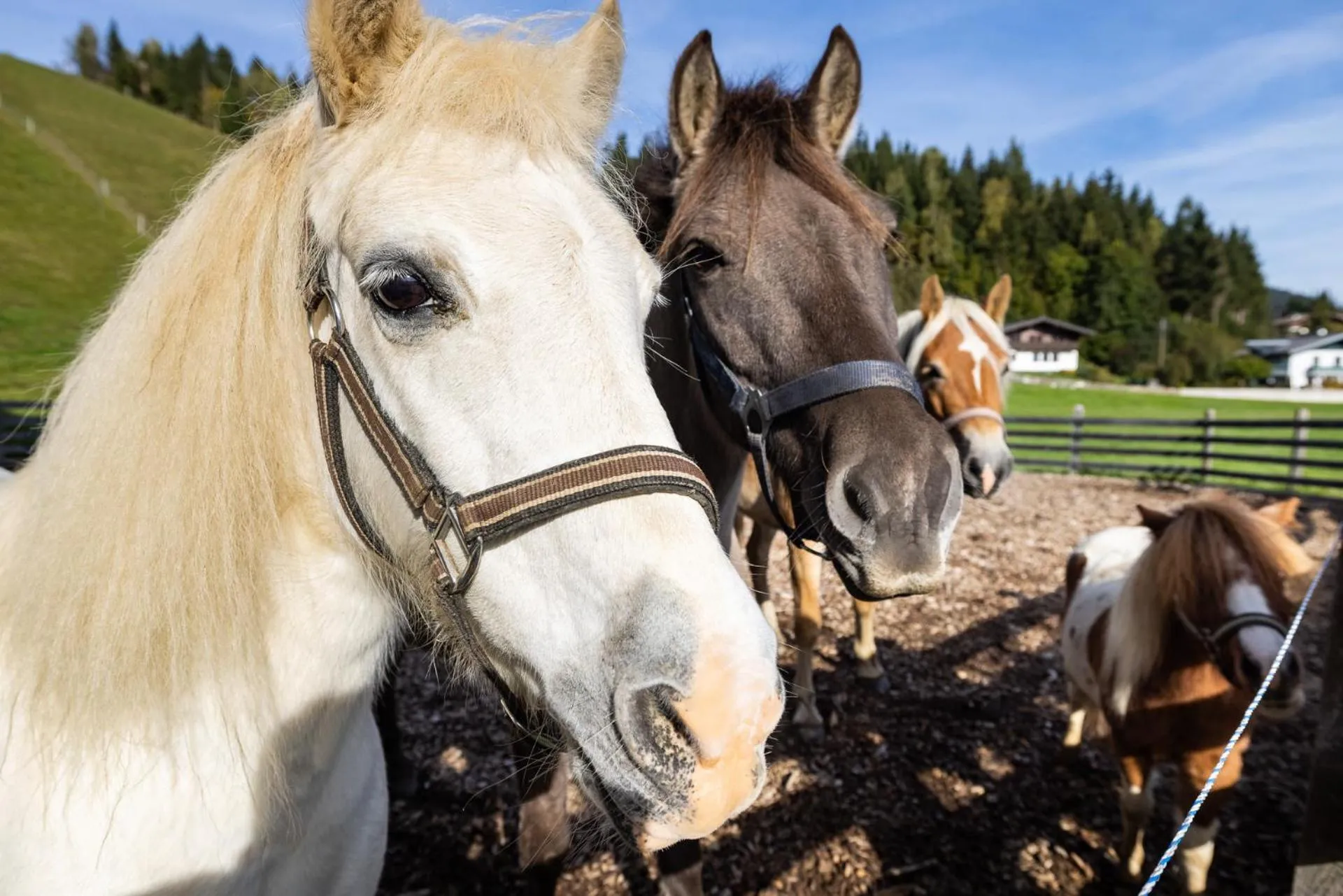 Animals in Laubichlhof