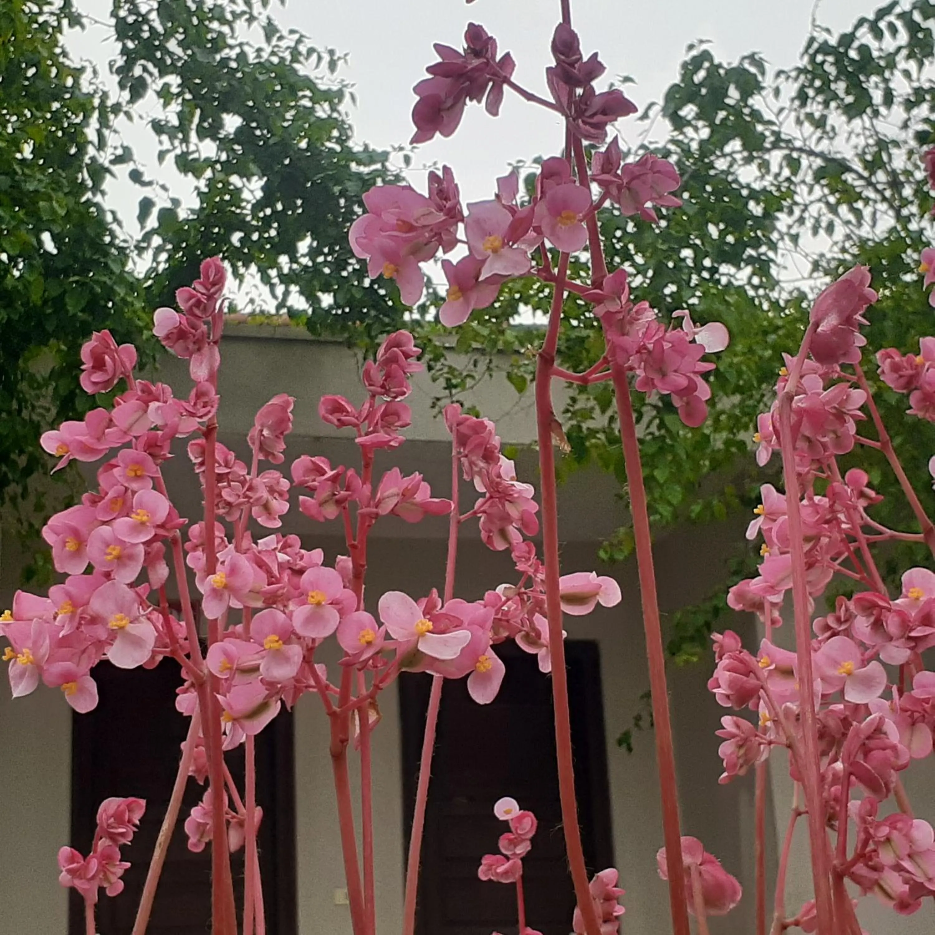 Cuc Phuong Bungalow