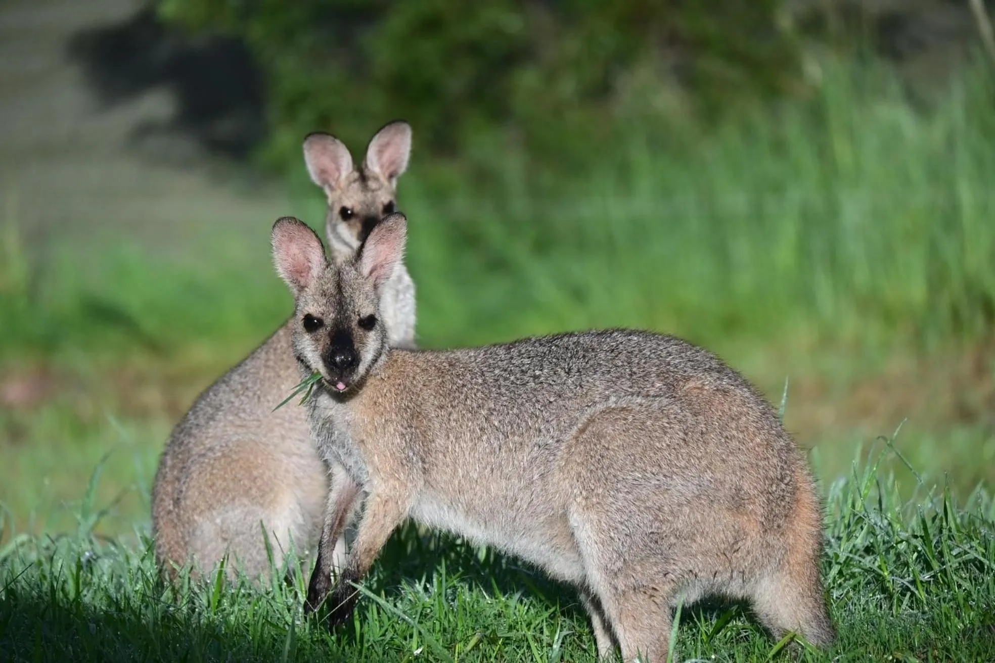 Nimbin waterfall retreat
