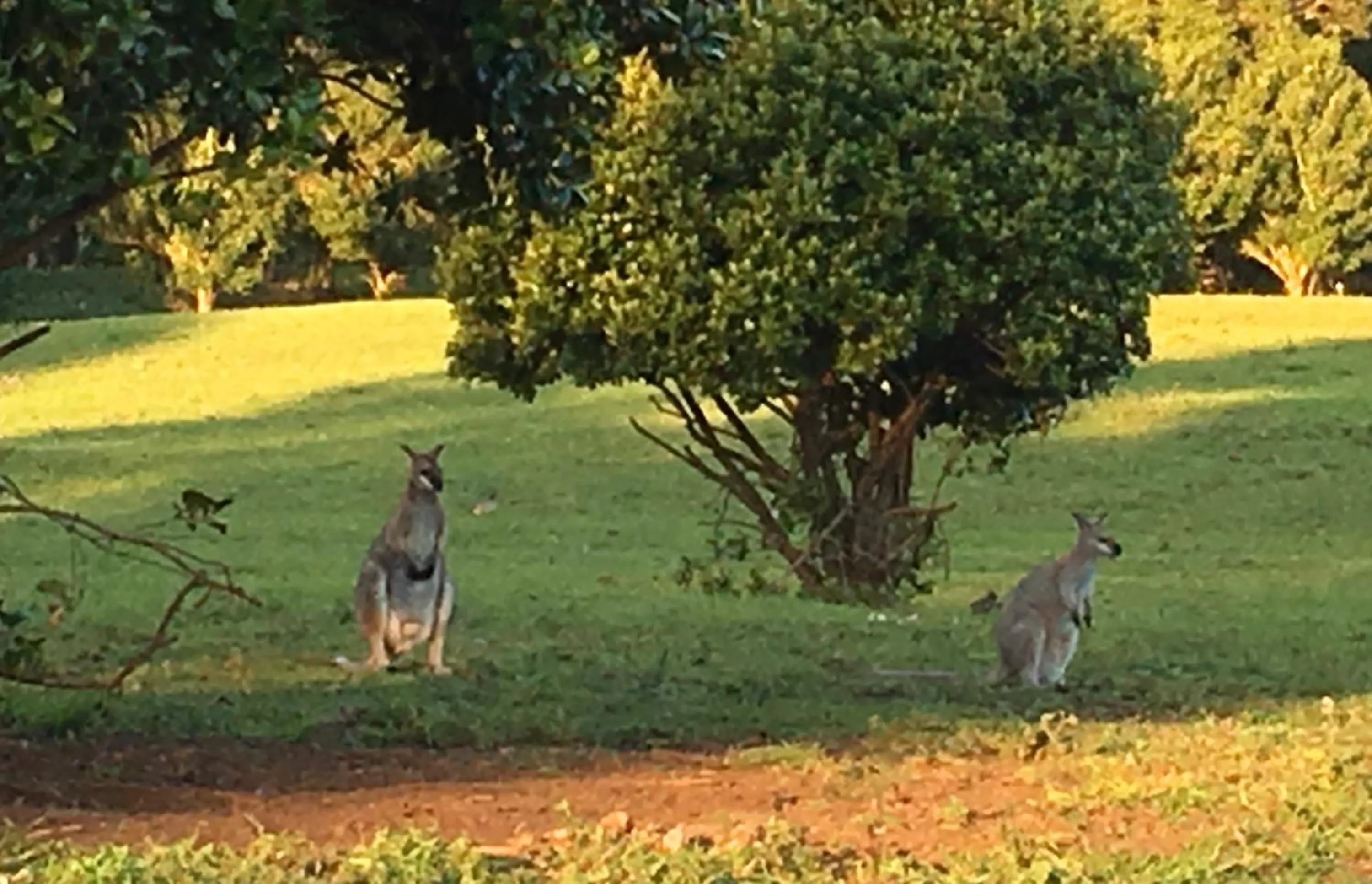 Nimbin waterfall retreat