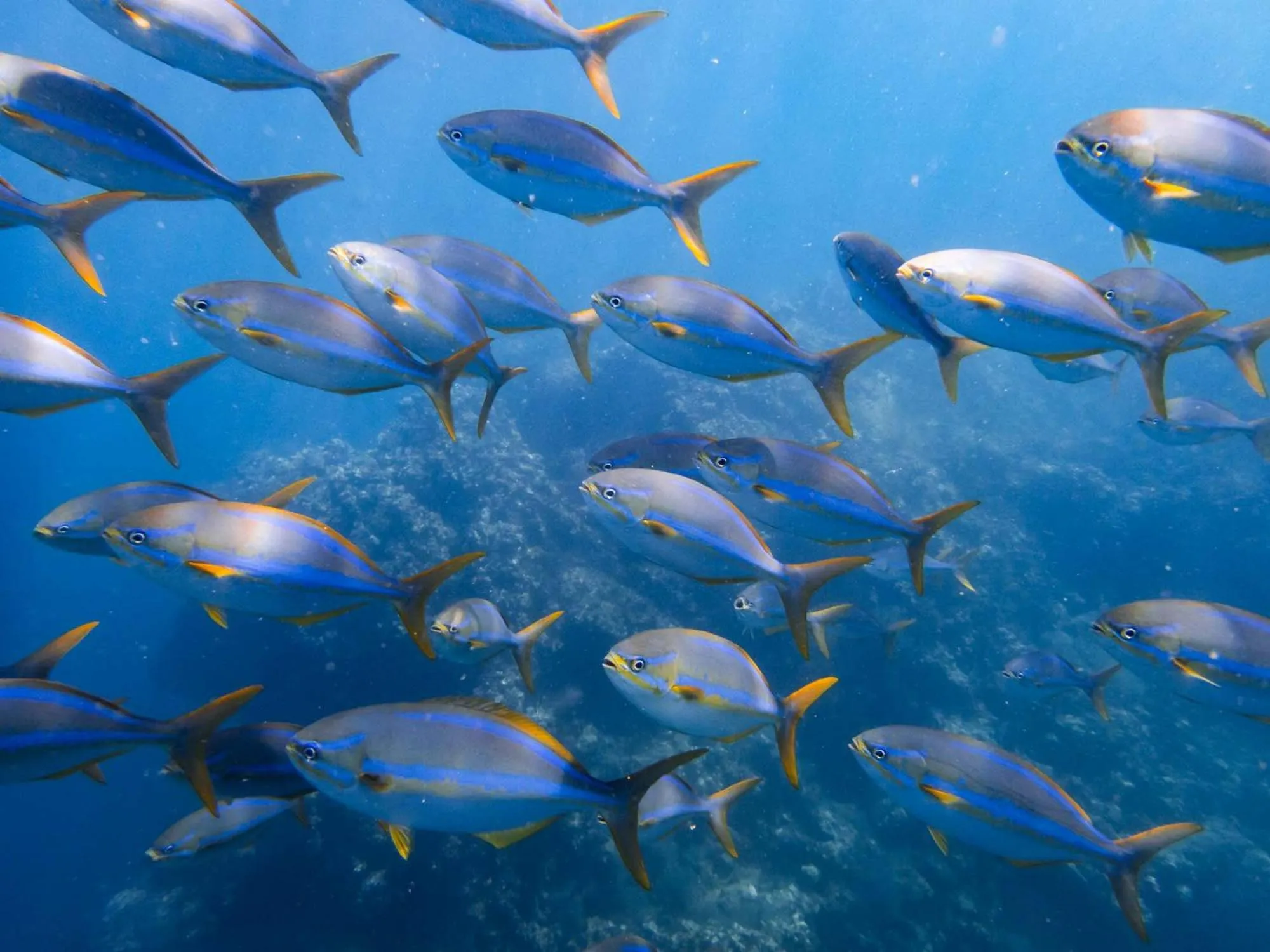 Diving in Sealion Dive Center